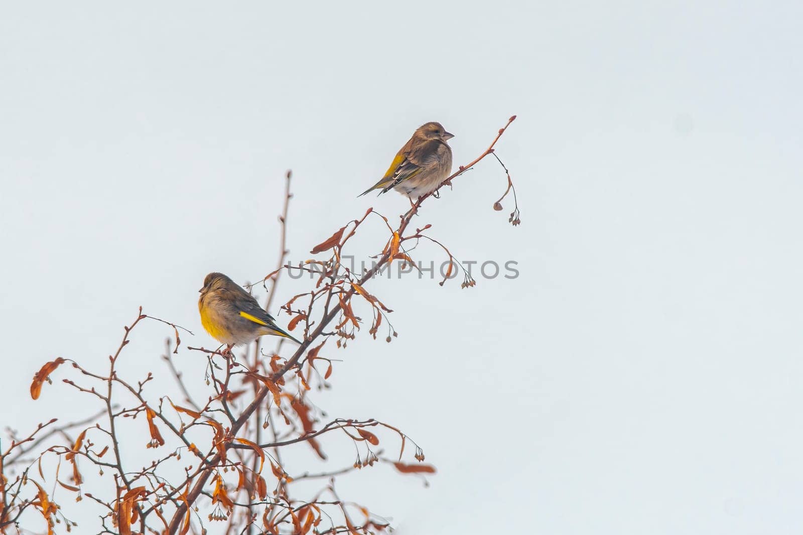 2 greenfinches sits on a branch by mario_plechaty_photography