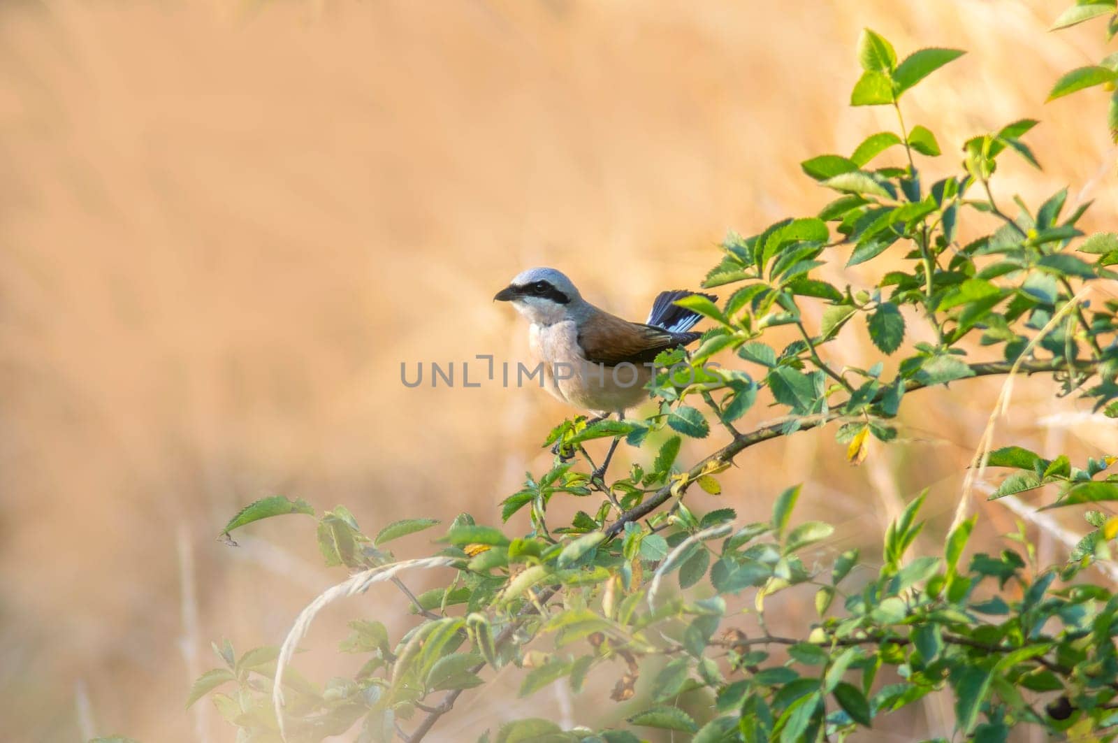 a red-backed shrike sits in a rose bush and looks for prey