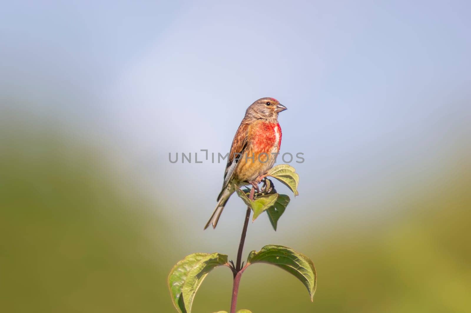 a linnet sits on a branch in spring by mario_plechaty_photography