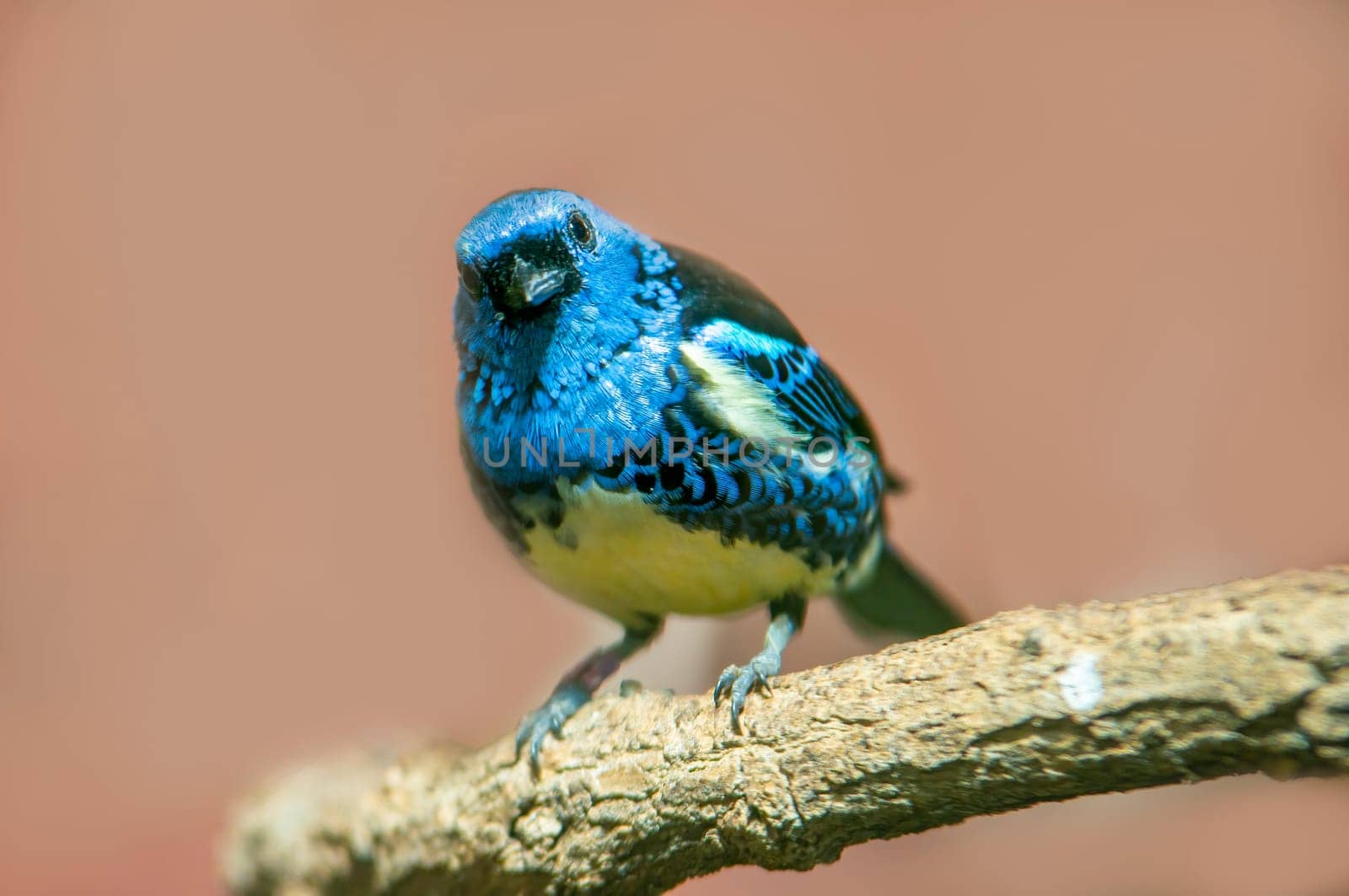 turquoise tanager sits on a branch in the sun