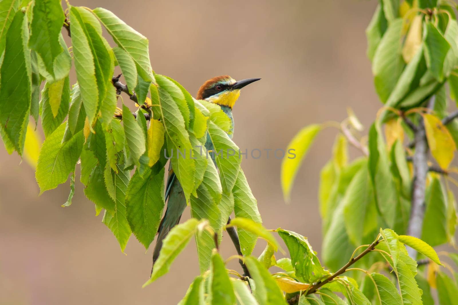bee-eater sits on a branch by mario_plechaty_photography