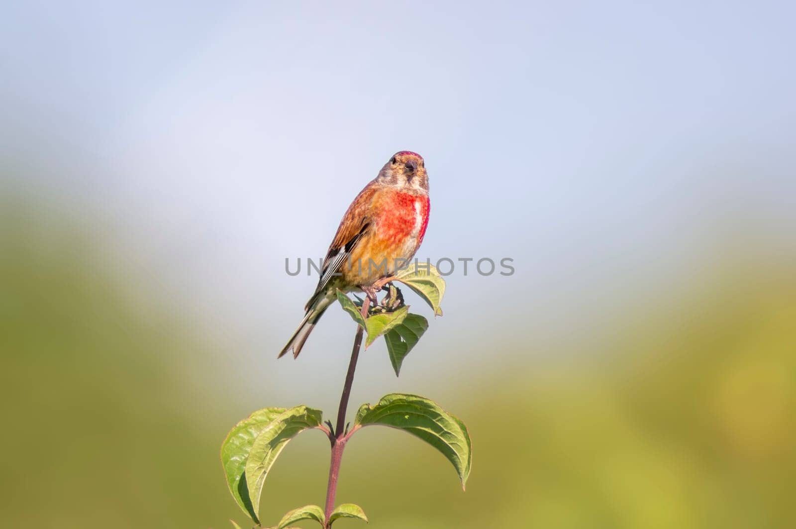 linnet sits on a branch in spring