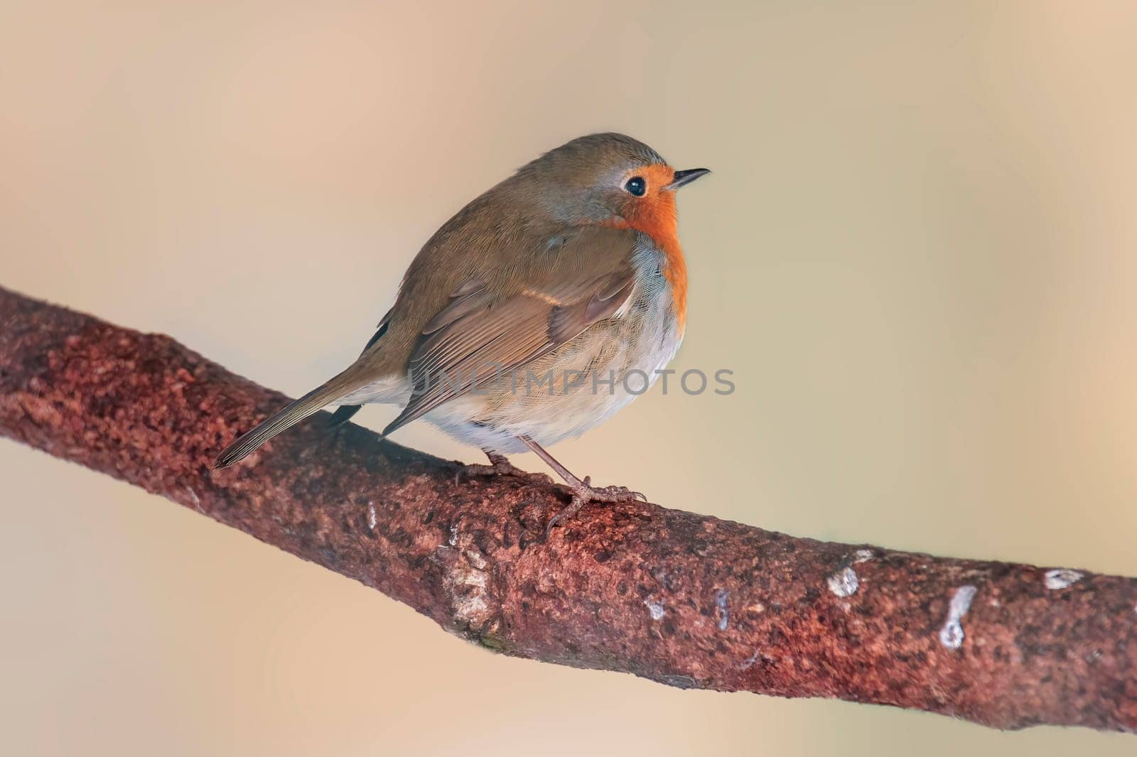 a robin sits on a branch and sunbathes in winter