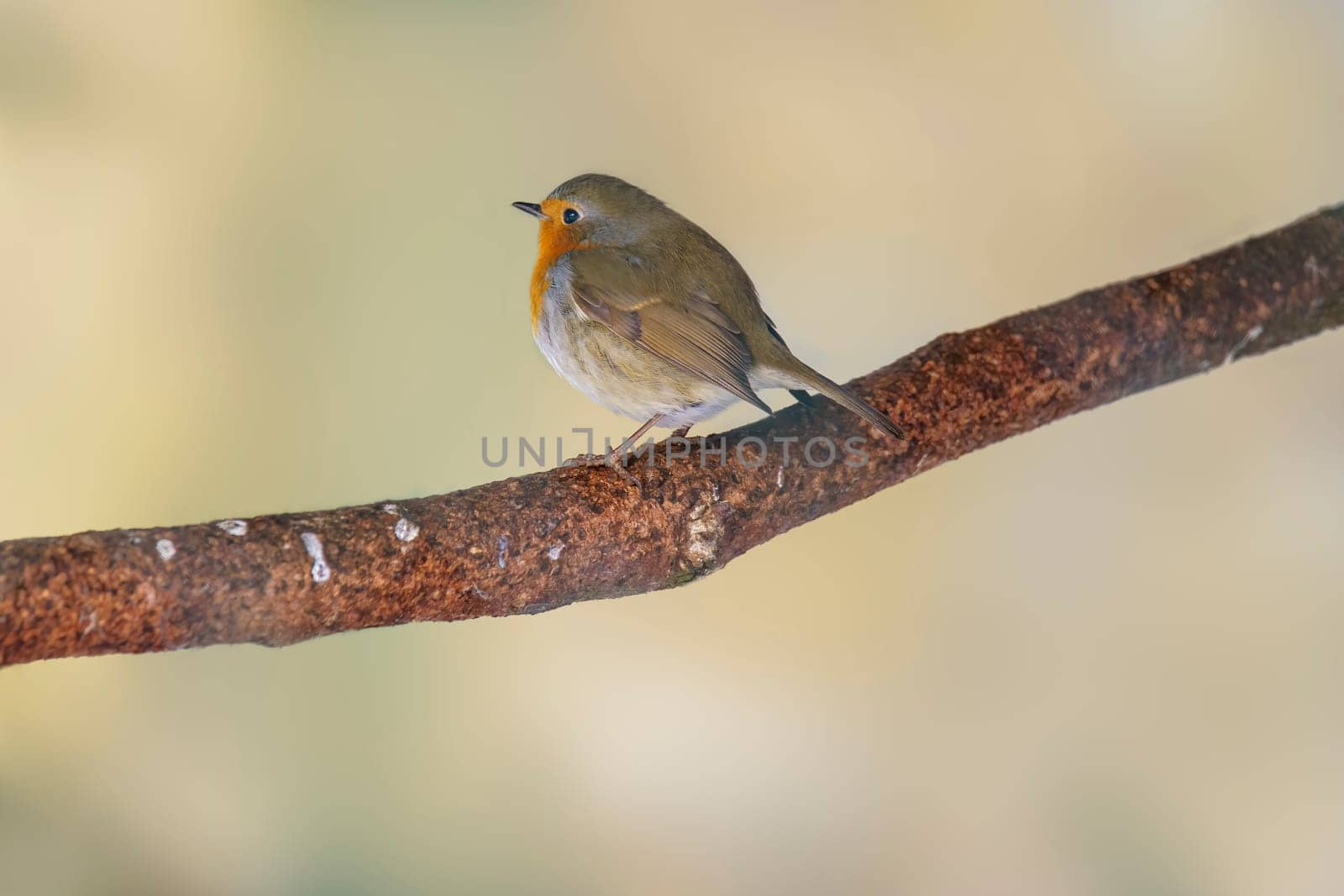 robin sits on a branch and sunbathes in winter by mario_plechaty_photography