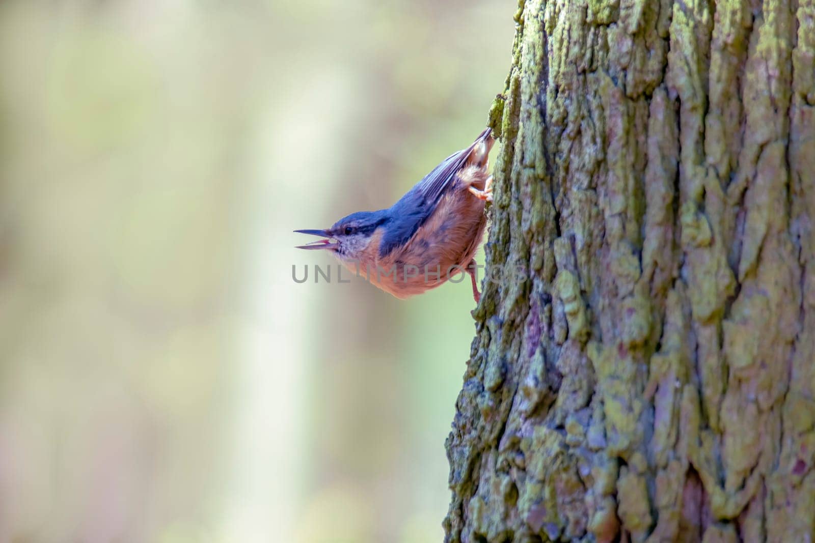 nuthatch sits on a tree trunk and looks for food by mario_plechaty_photography