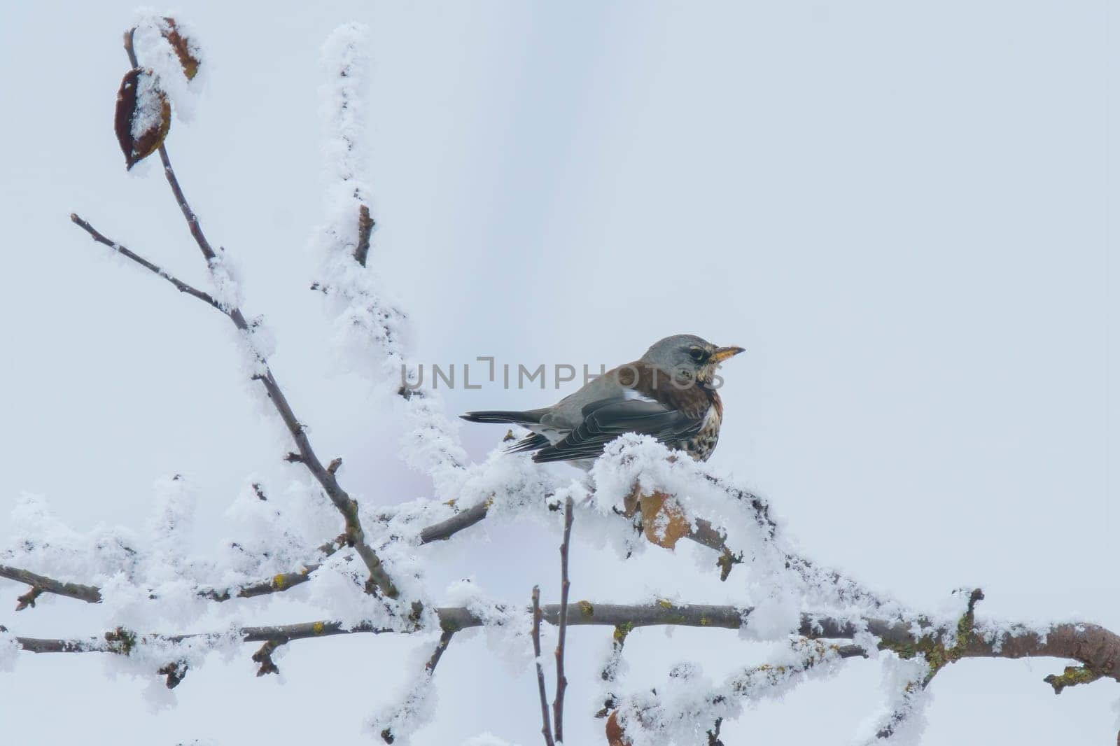 Fieldfare sits on snowy branches in cold winter time