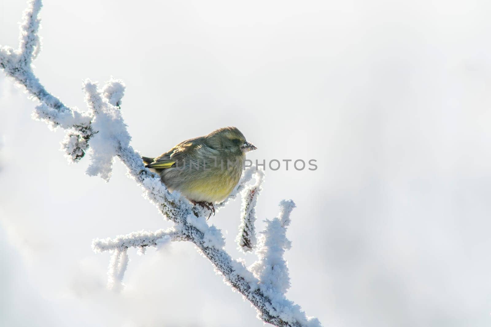 greenfinch sits on a snowy branch in the cold winter