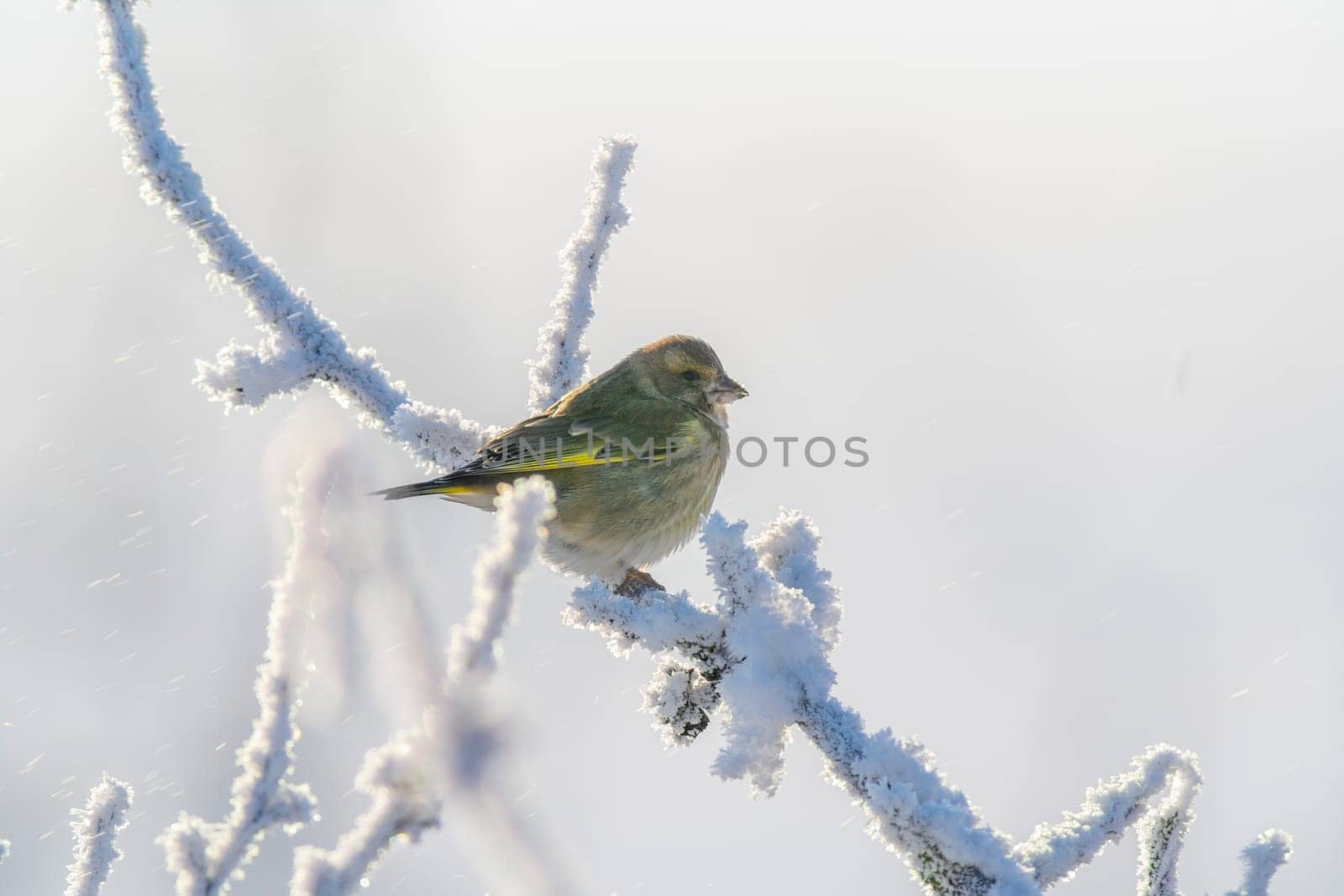 greenfinch sits on a snowy branch in the cold winter