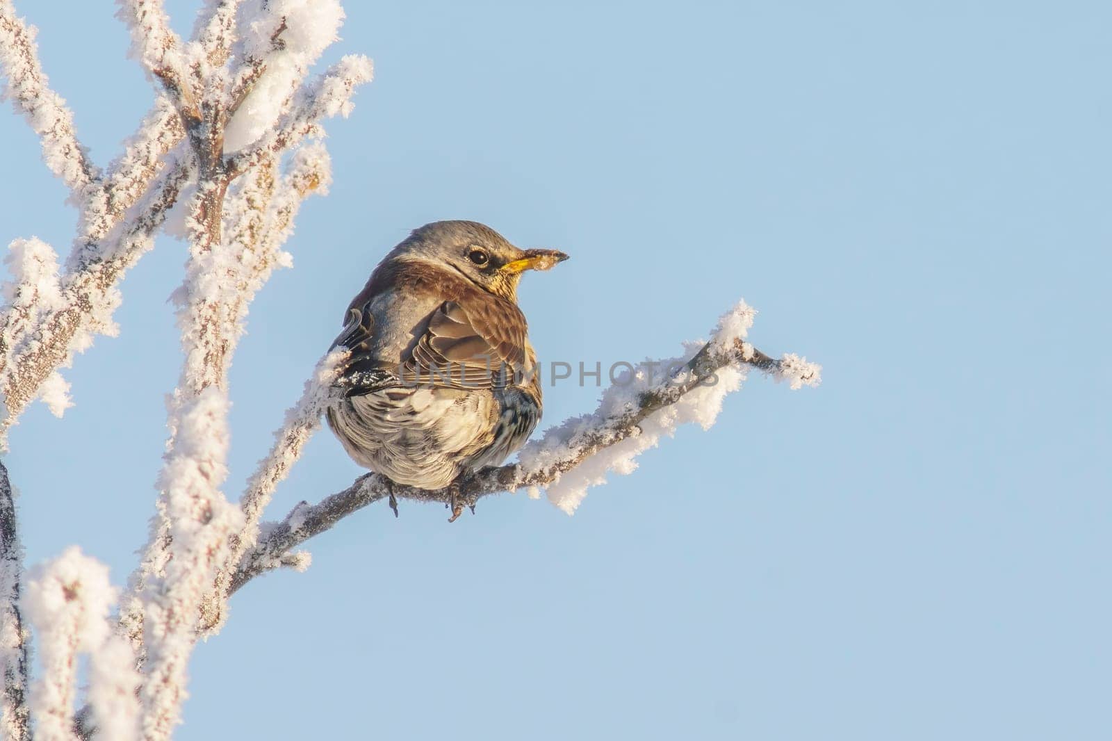 a Fieldfare sits on snowy branches in cold winter time by mario_plechaty_photography