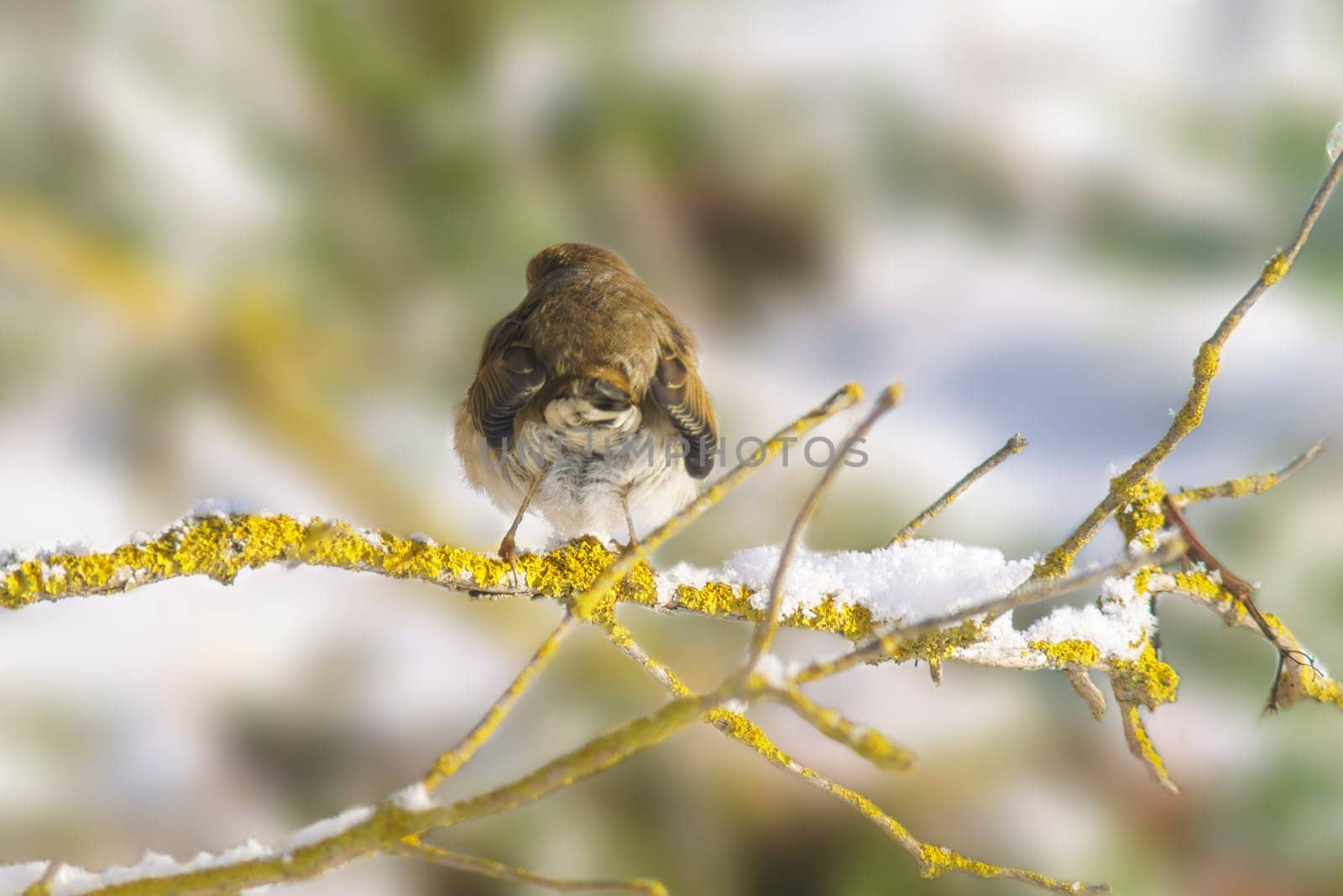 robin sits on a snowy branch in winter
