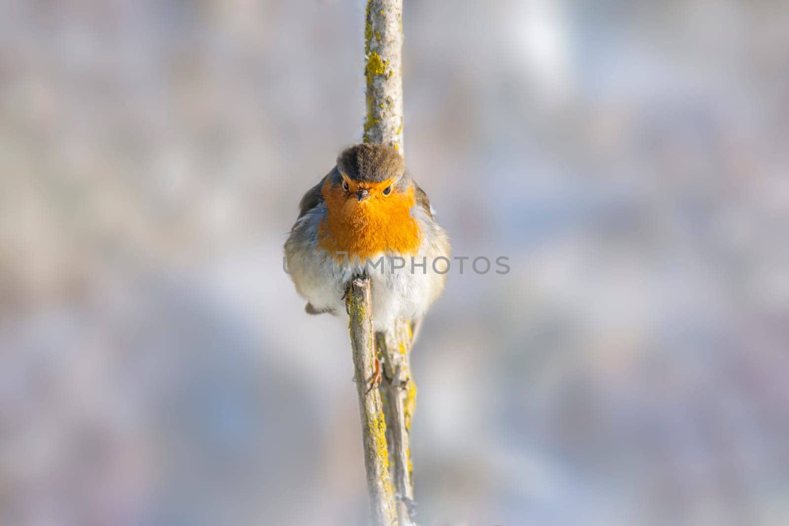 a robin sits on a branch and sunbathes in winter