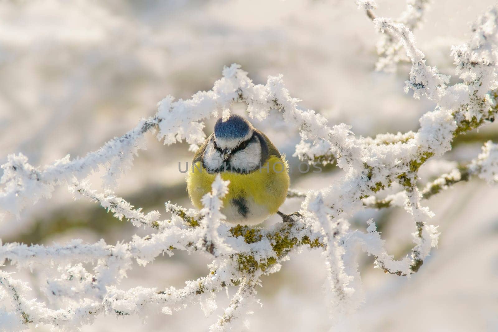 a blue tit sits on snowy branches in cold winter time