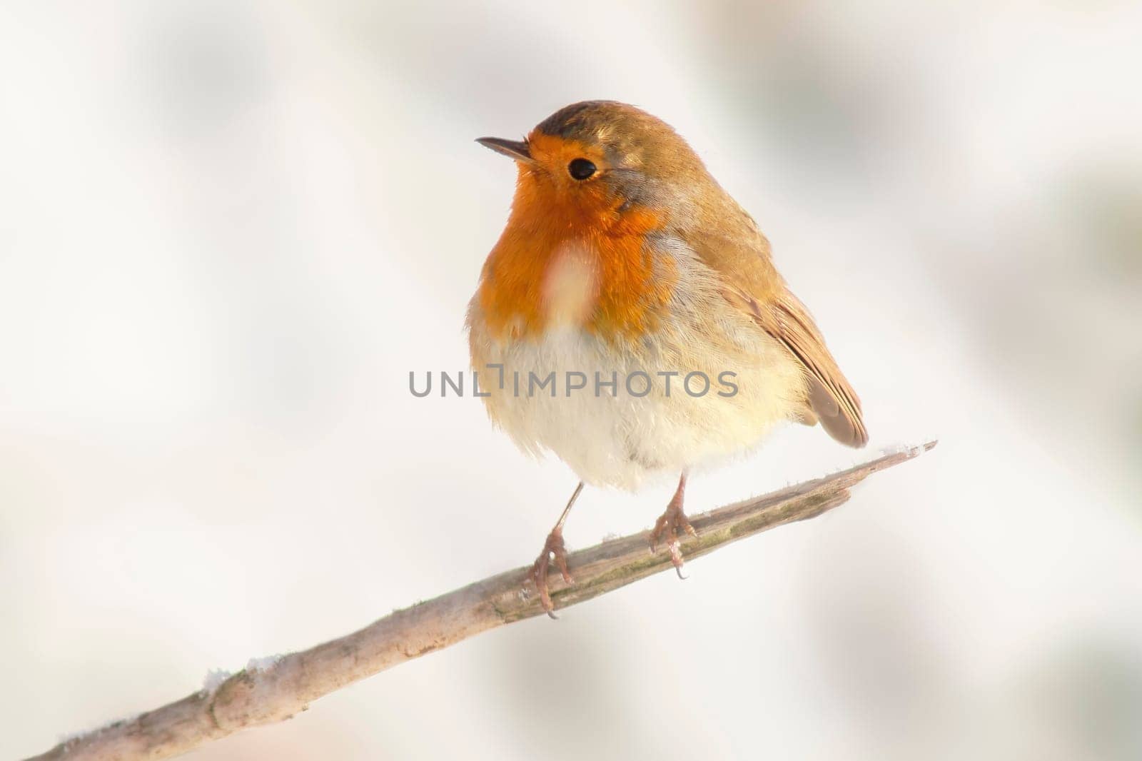 a robin sits on a branch and sunbathes in winter