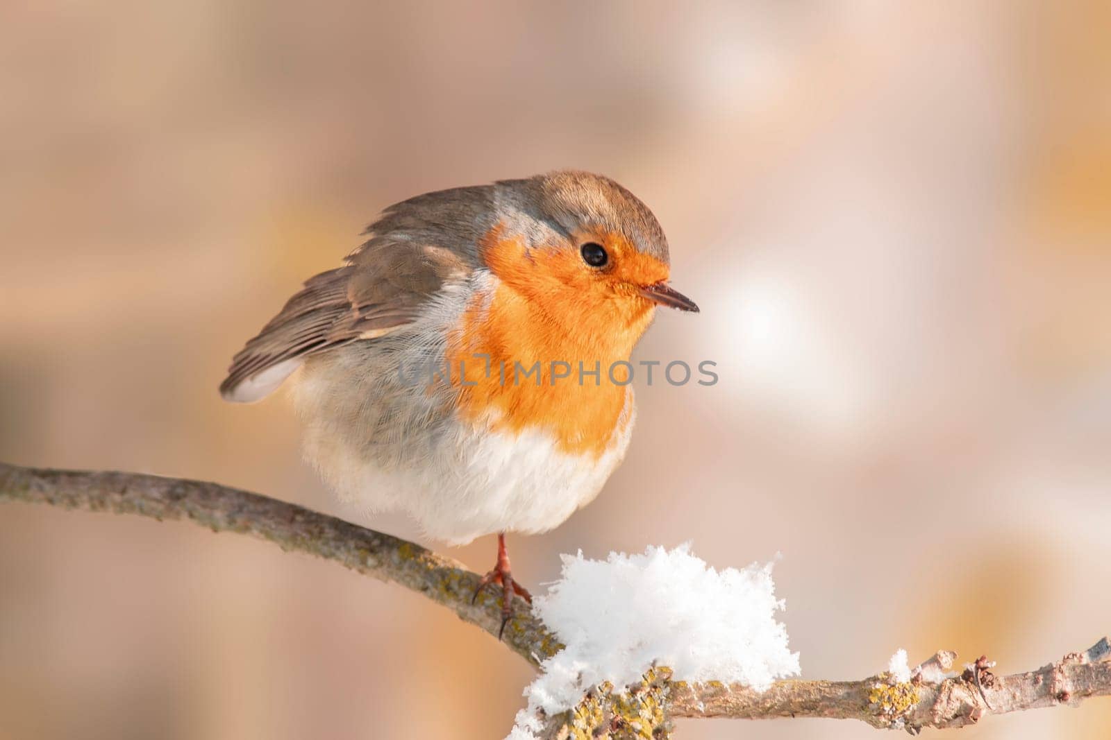 robin sits on a snowy branch in winter