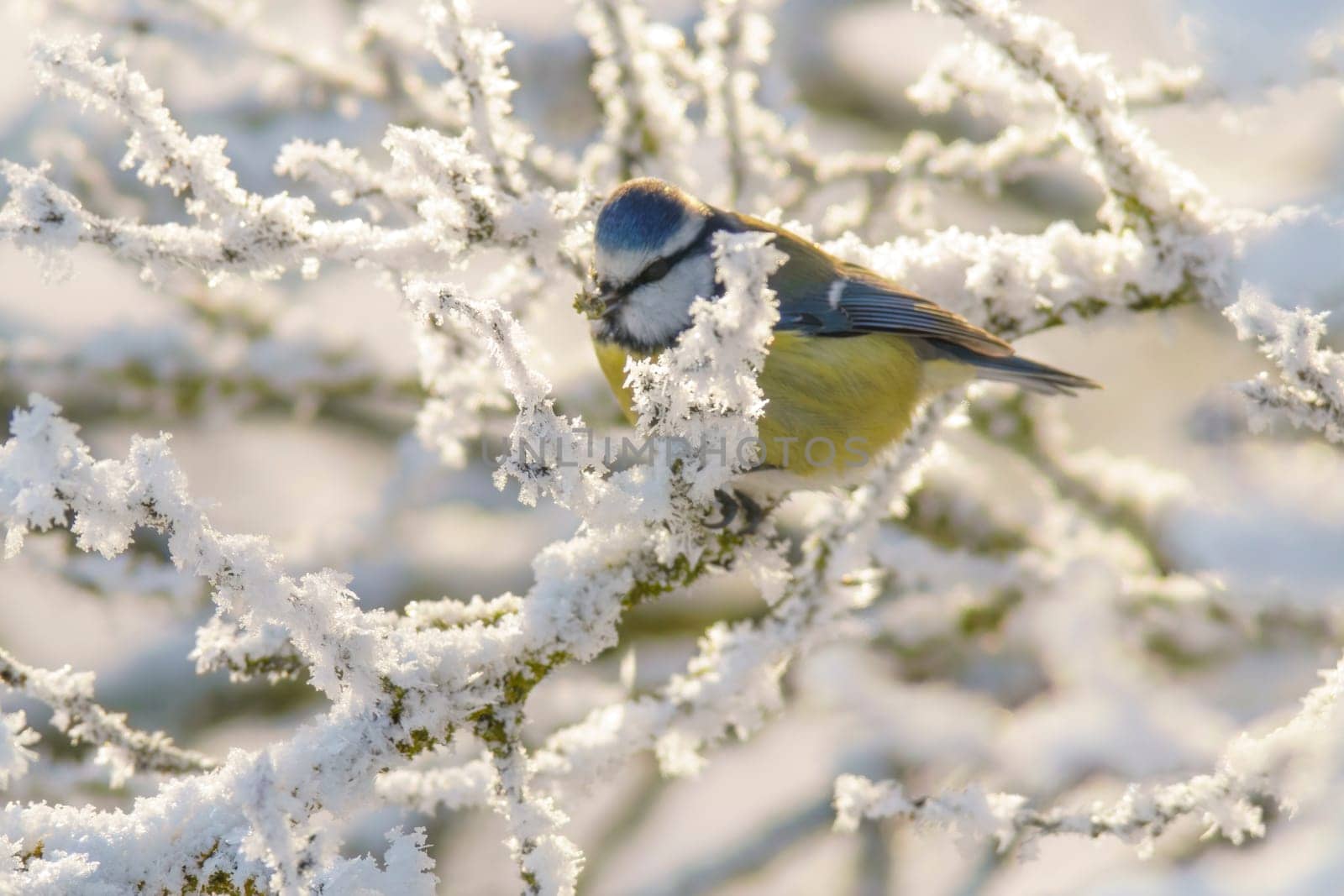 a blue tit sits on snowy branches in cold winter time