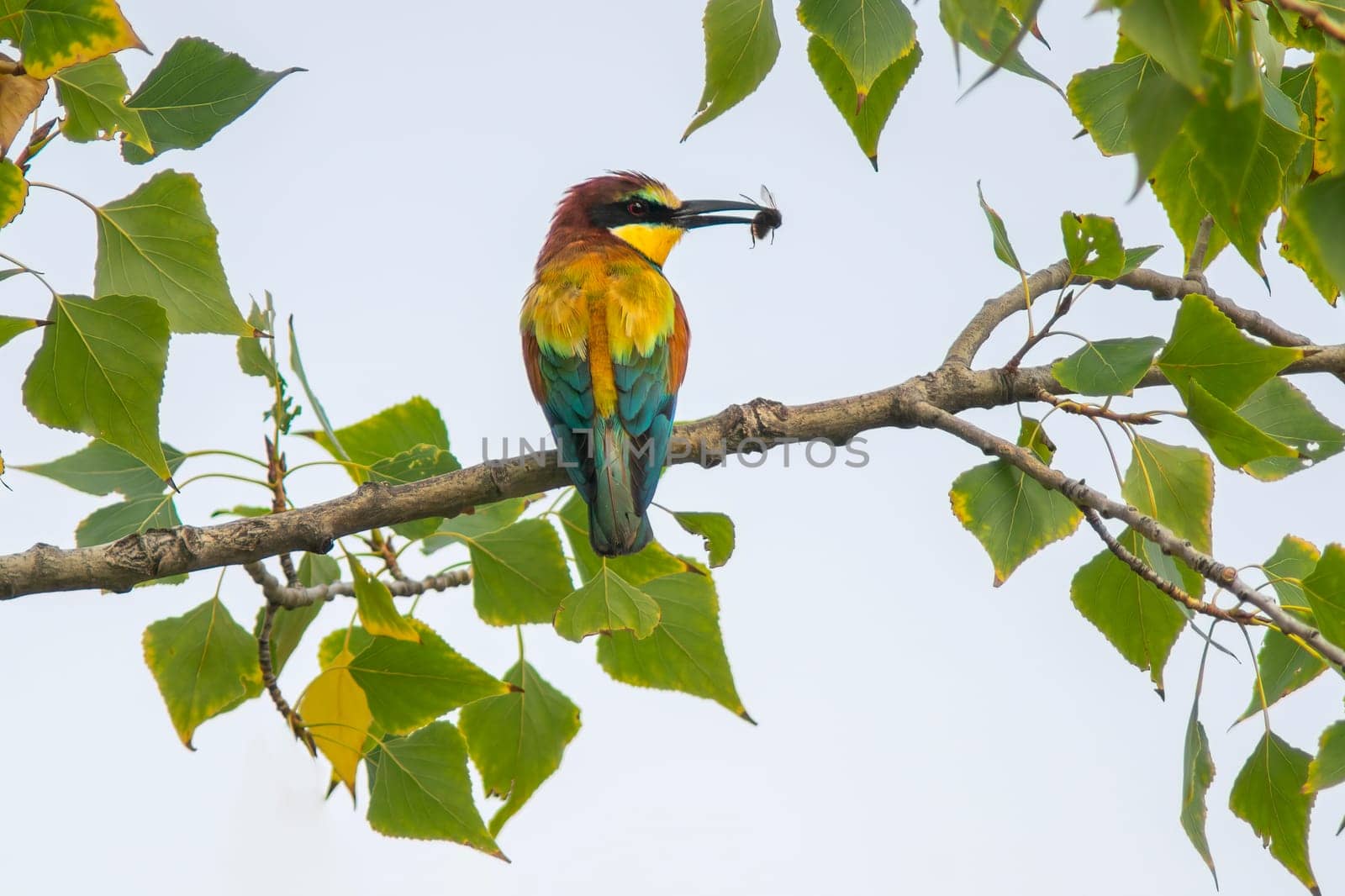 bee-eater with prey sits on a branch by mario_plechaty_photography