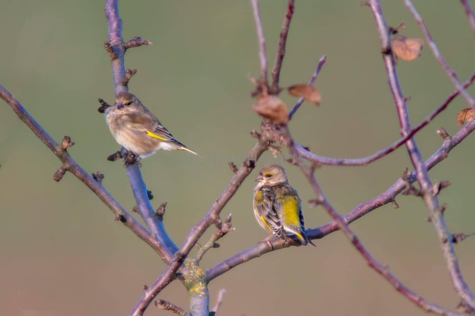 greenfinches sits on a branch