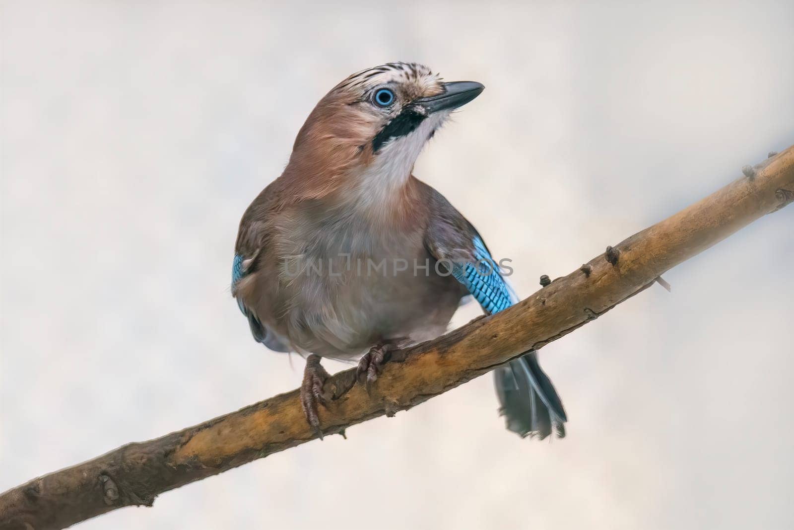 jay sits on a branch