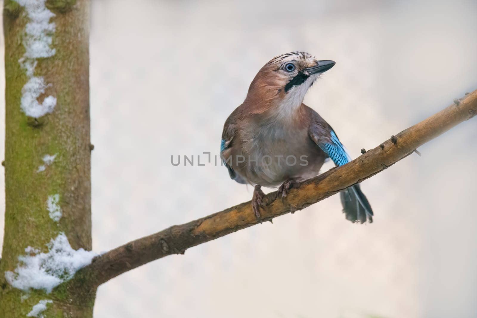 a jay sits on a branch by mario_plechaty_photography
