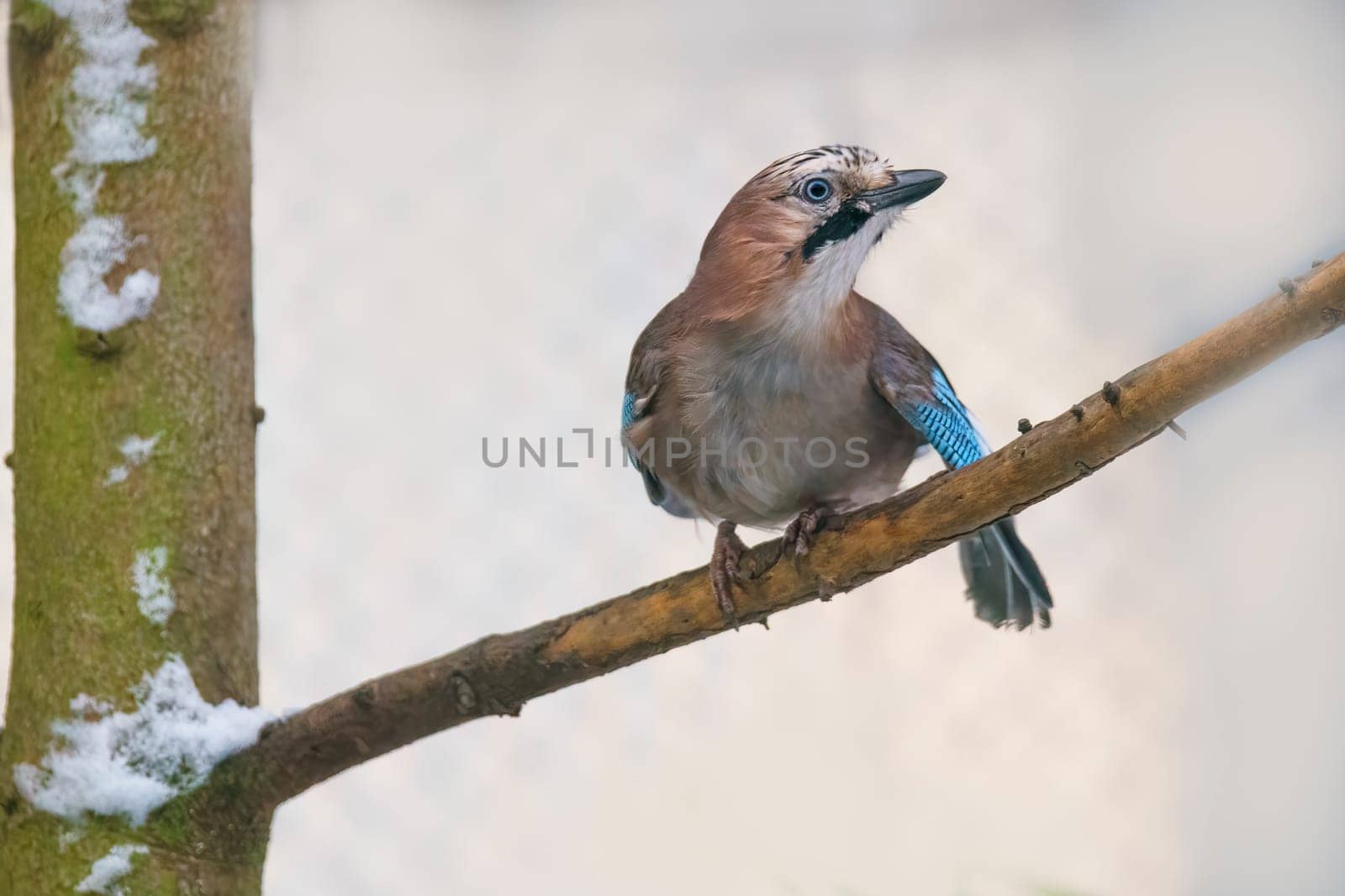 jay sits on a branch