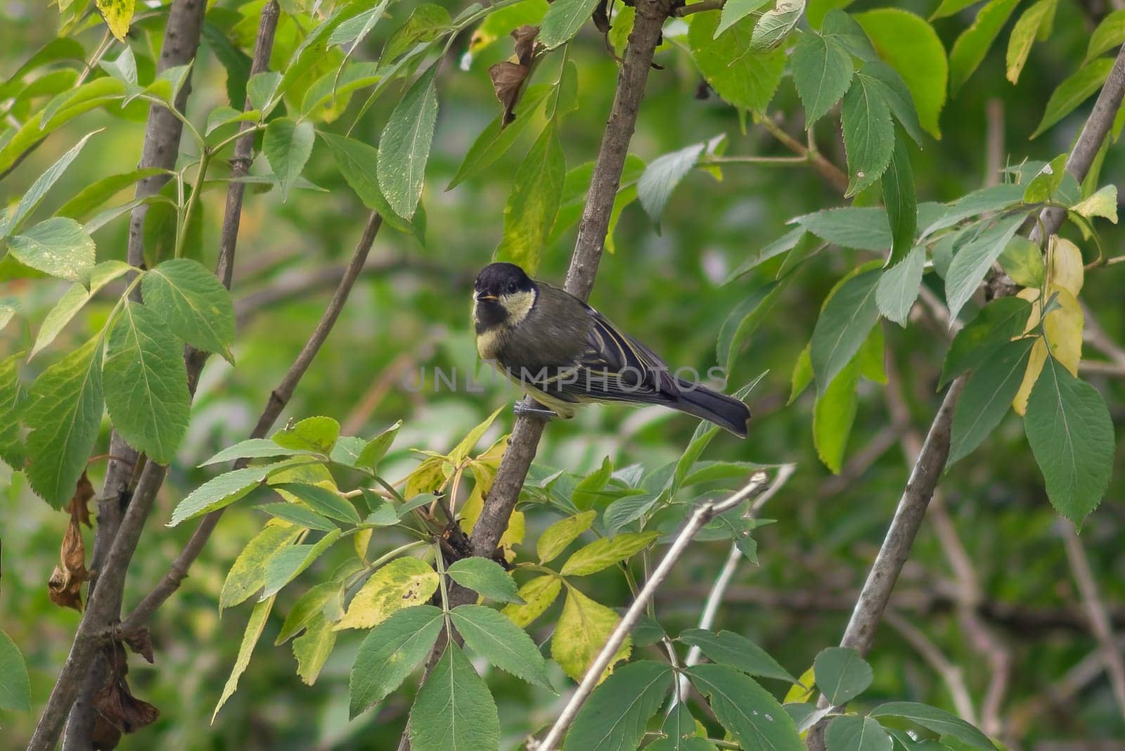 a great tit sits on a branch in summer by mario_plechaty_photography