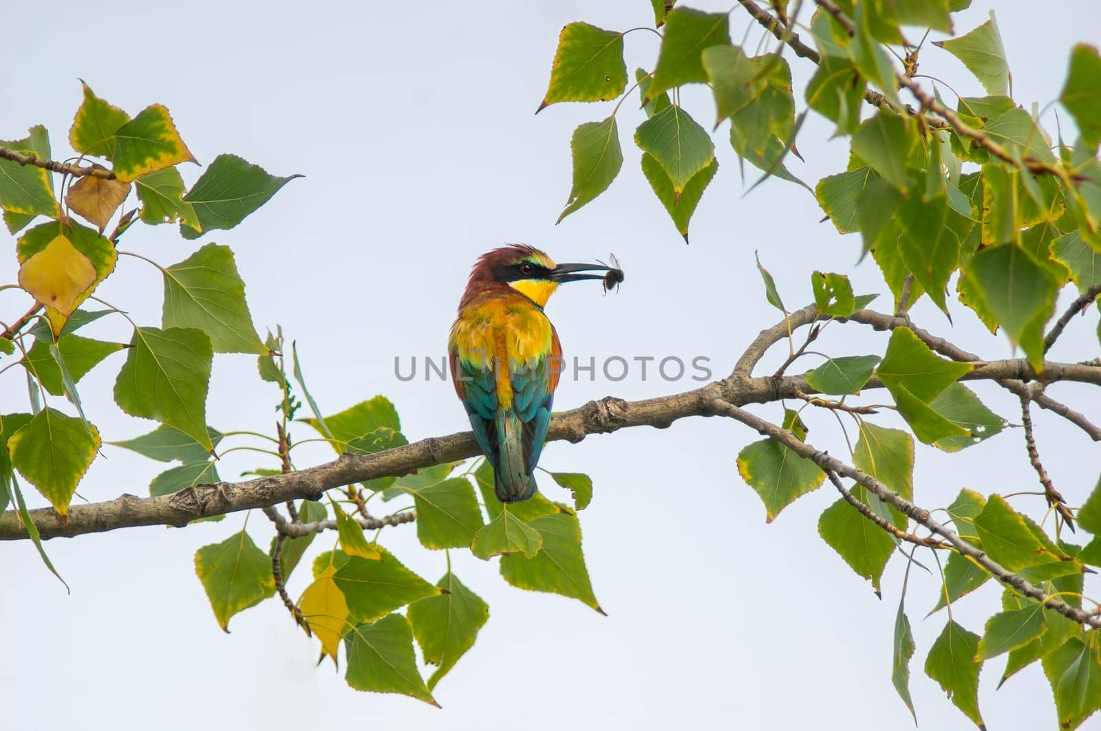 a bee-eater with prey sits on a branch