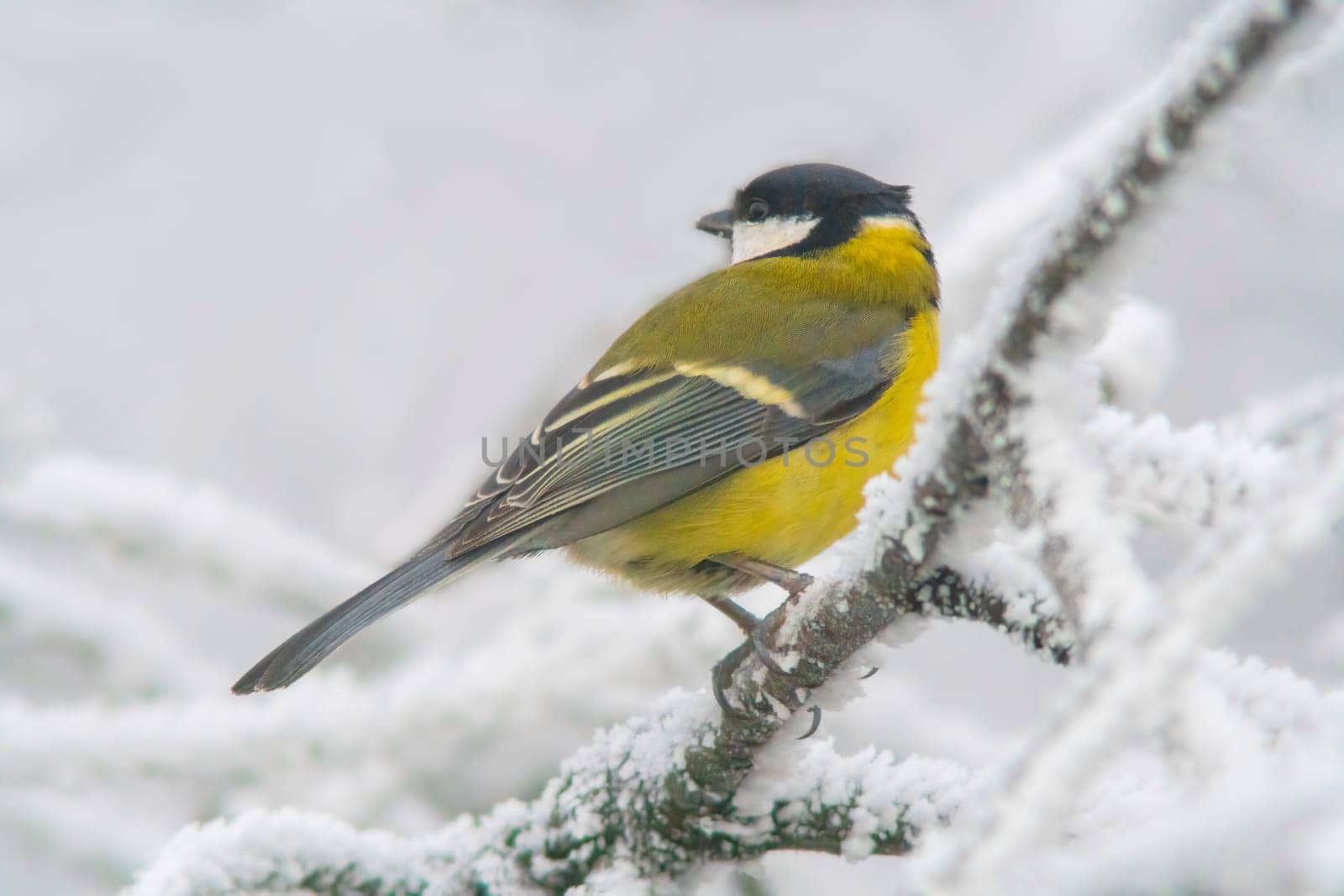 Great tit sits on snowy branches in cold winter time