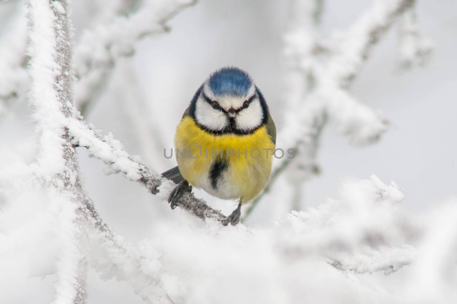 a blue tit sits on snowy branches in cold winter time