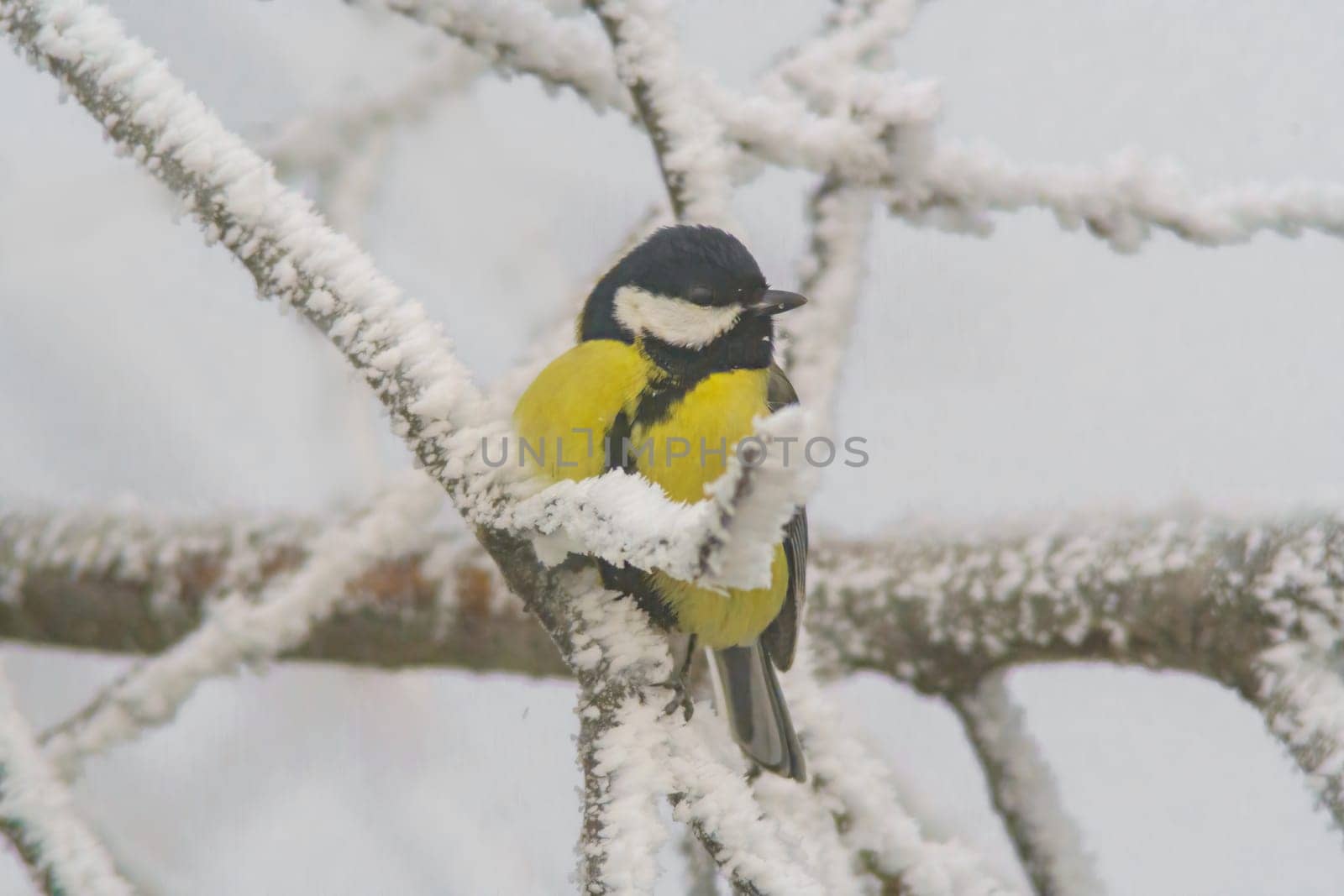 a Great tit sits on snowy branches in cold winter time by mario_plechaty_photography