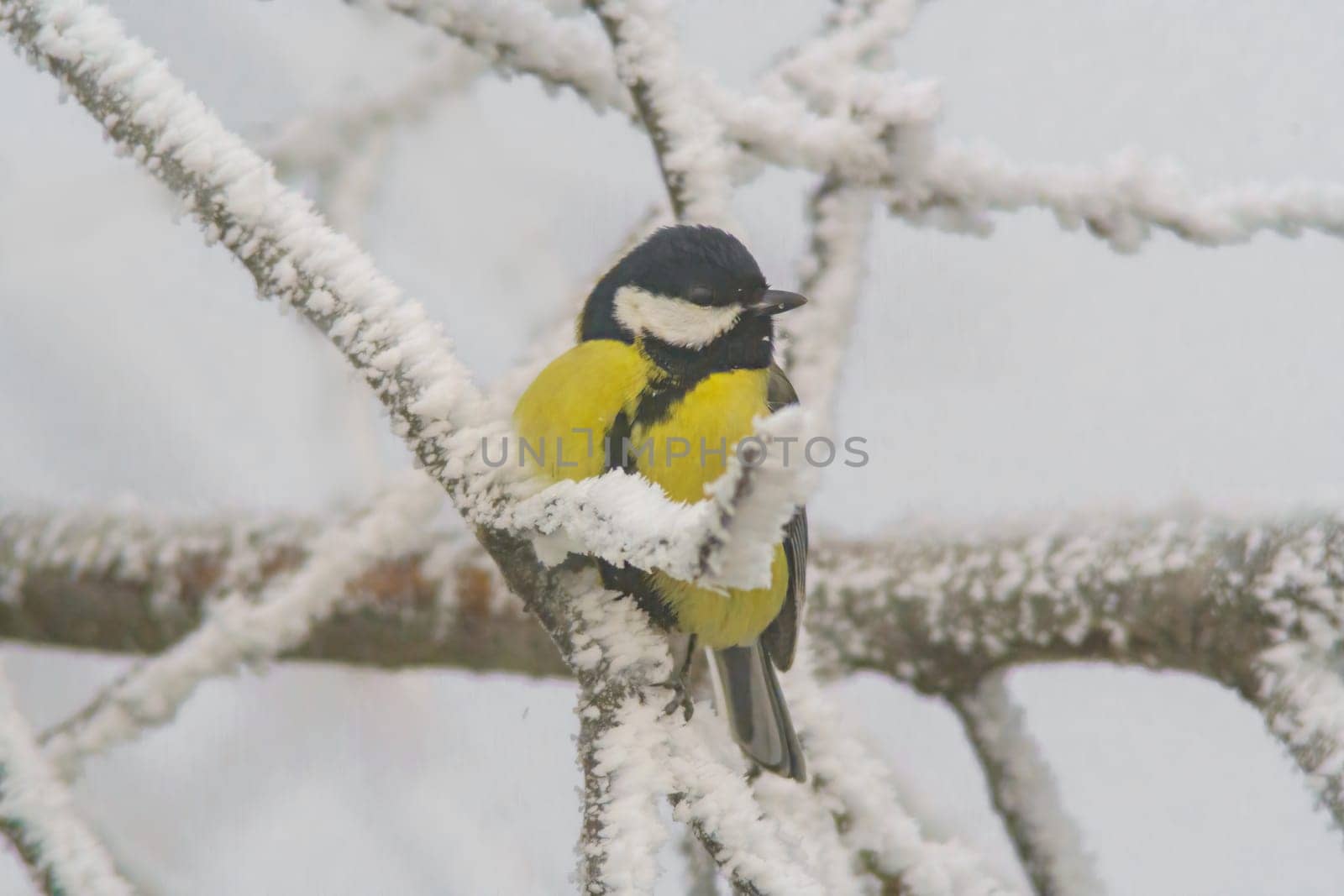 Great tit sits on snowy branches in cold winter time