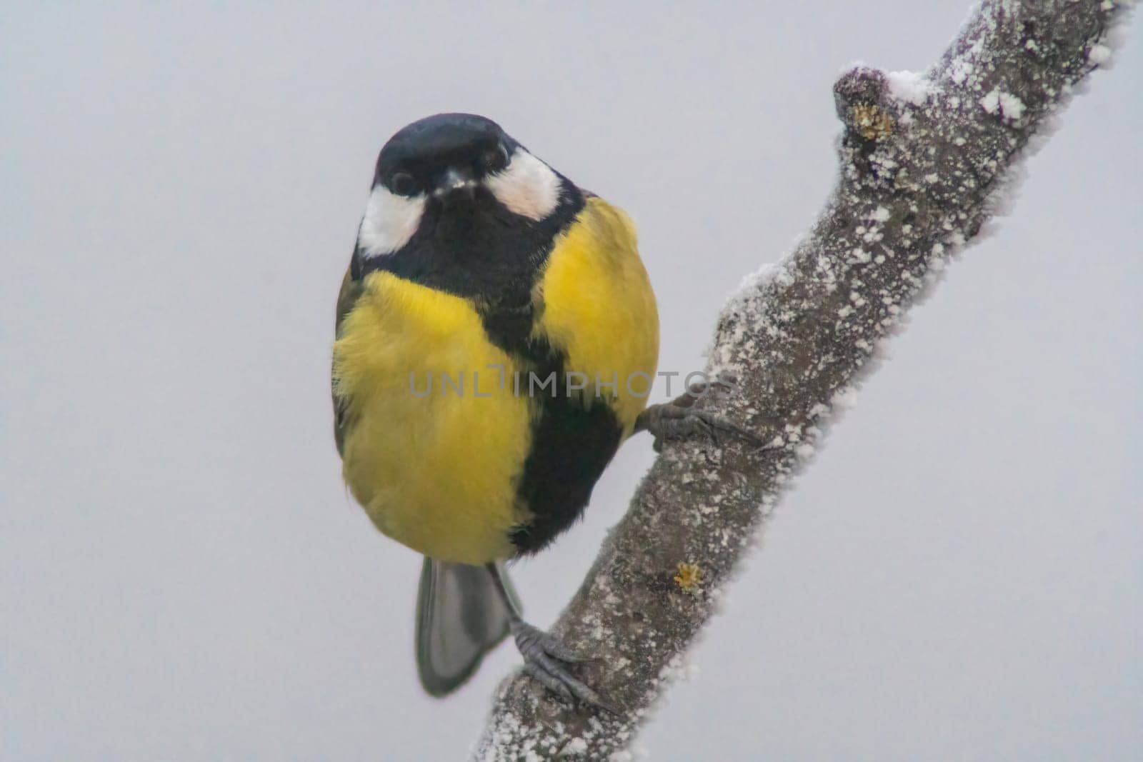 Great tit sits on snowy branches in cold winter time