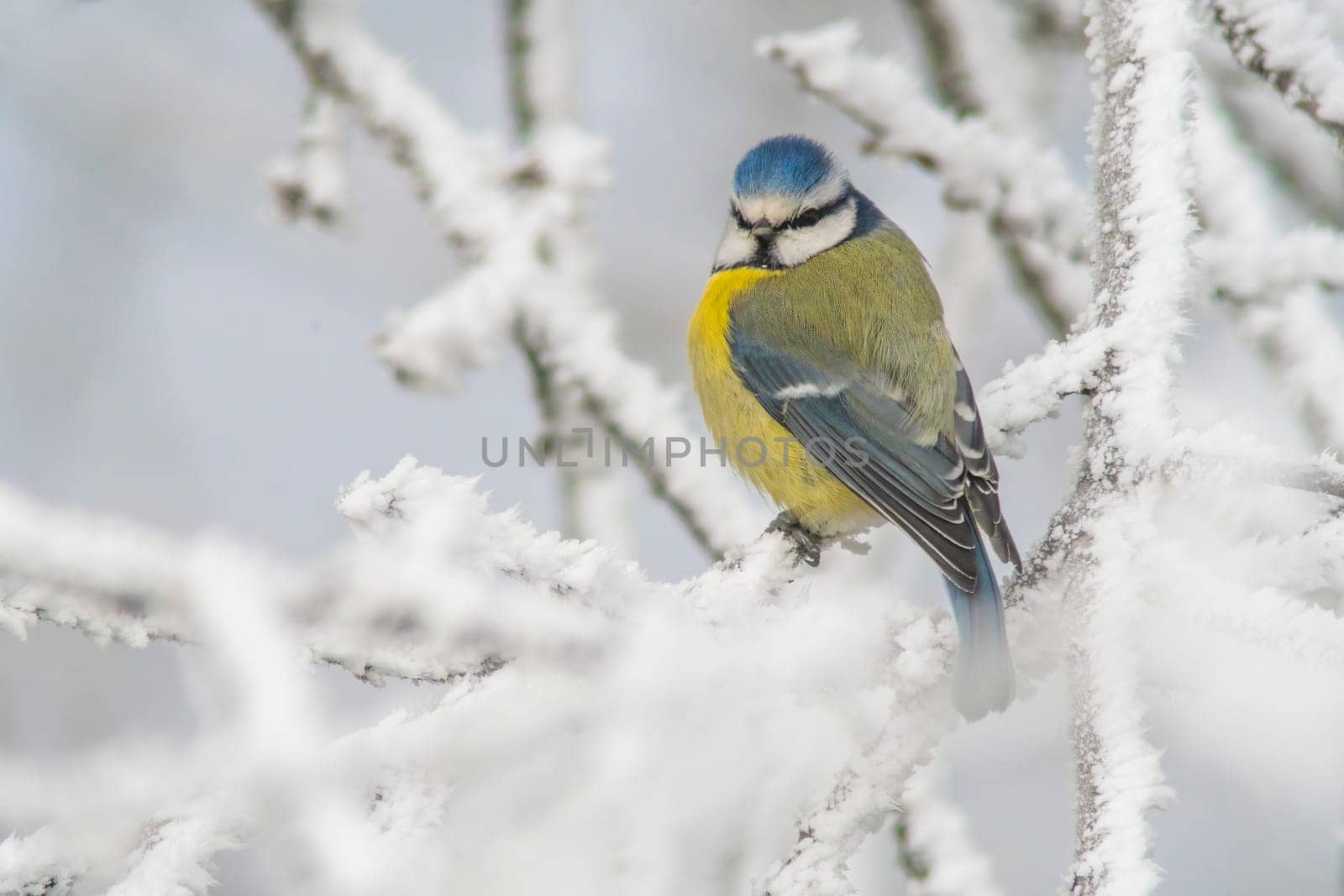 blue tit sits on snowy branches in cold winter time by mario_plechaty_photography