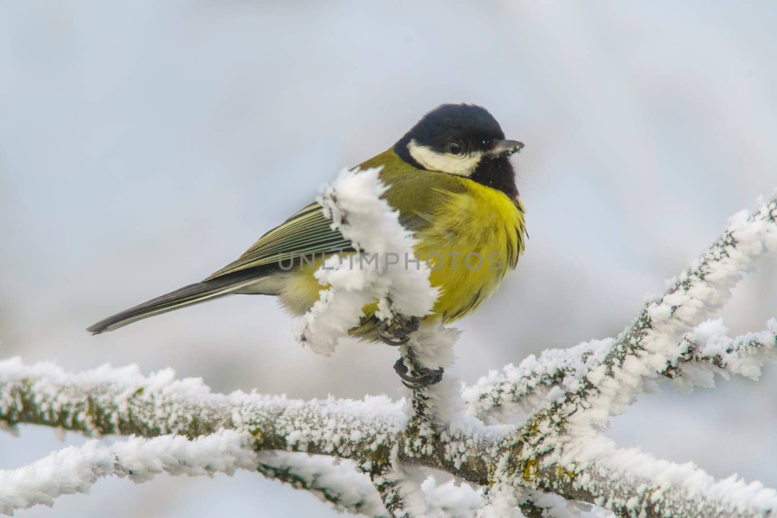 a Great tit sits on snowy branches in cold winter time by mario_plechaty_photography