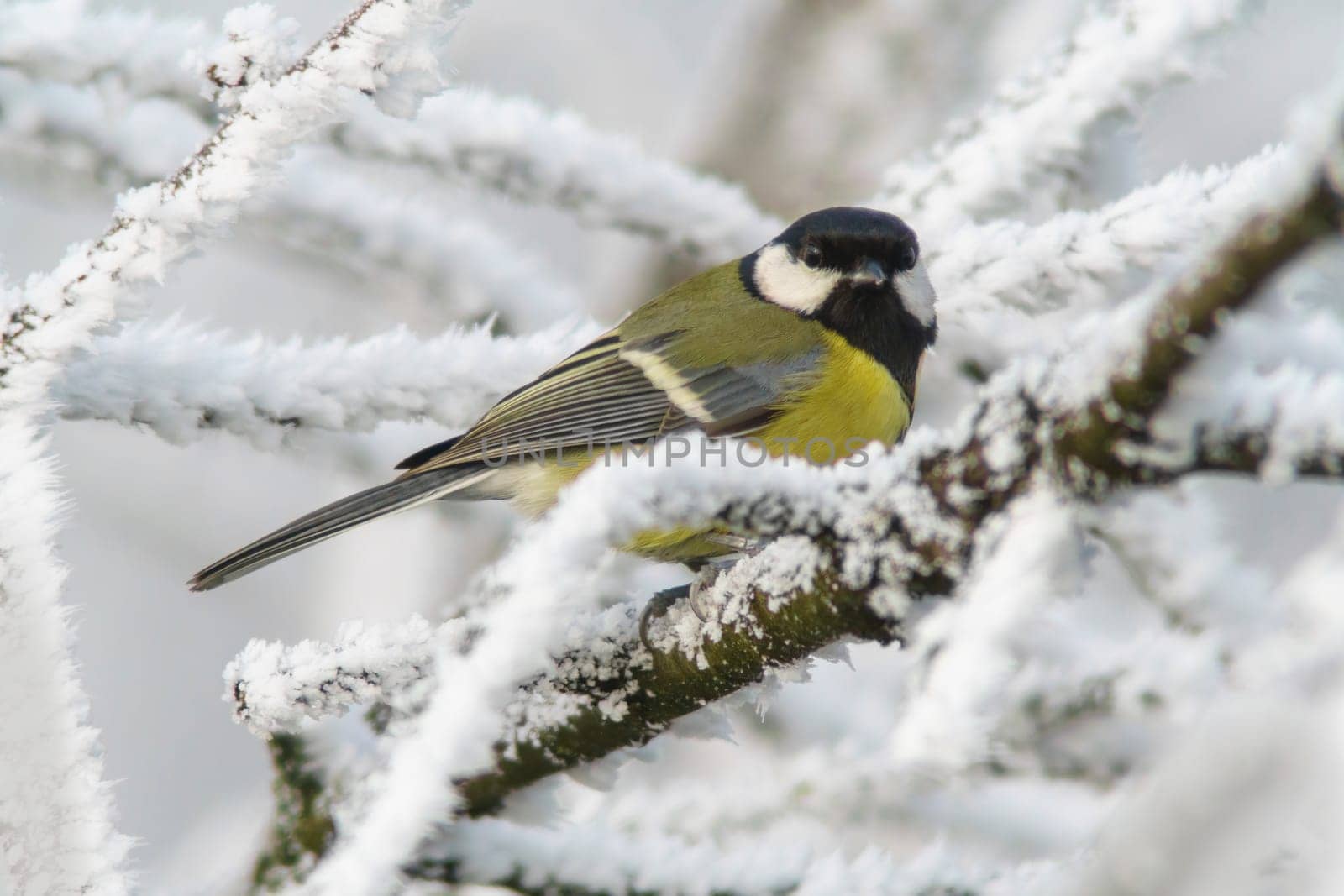 a Great tit sits on snowy branches in cold winter time by mario_plechaty_photography