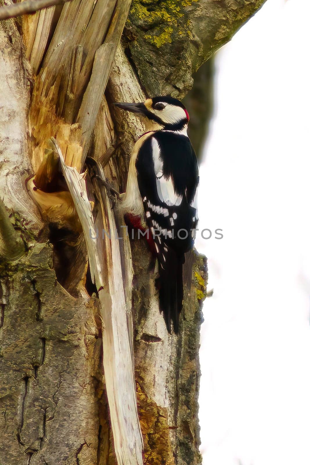 a great spotted woodpecker sits on a tree trunk and looks for prey