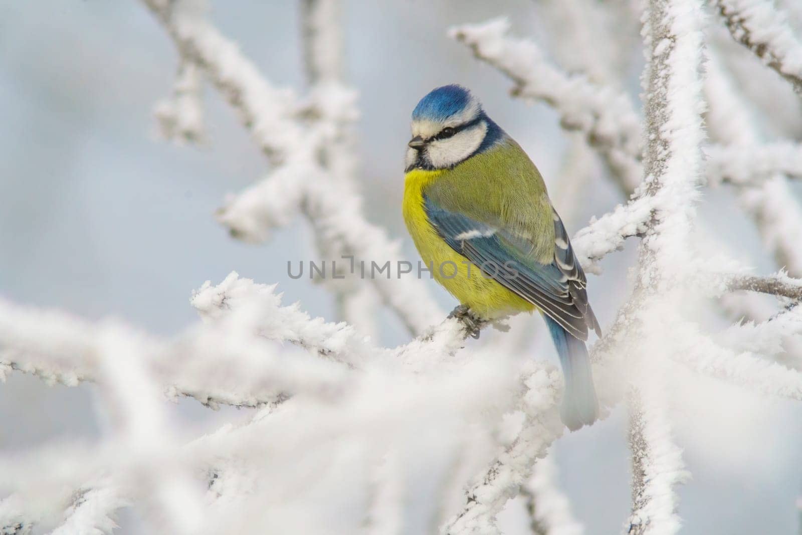 a blue tit sits on snowy branches in cold winter time