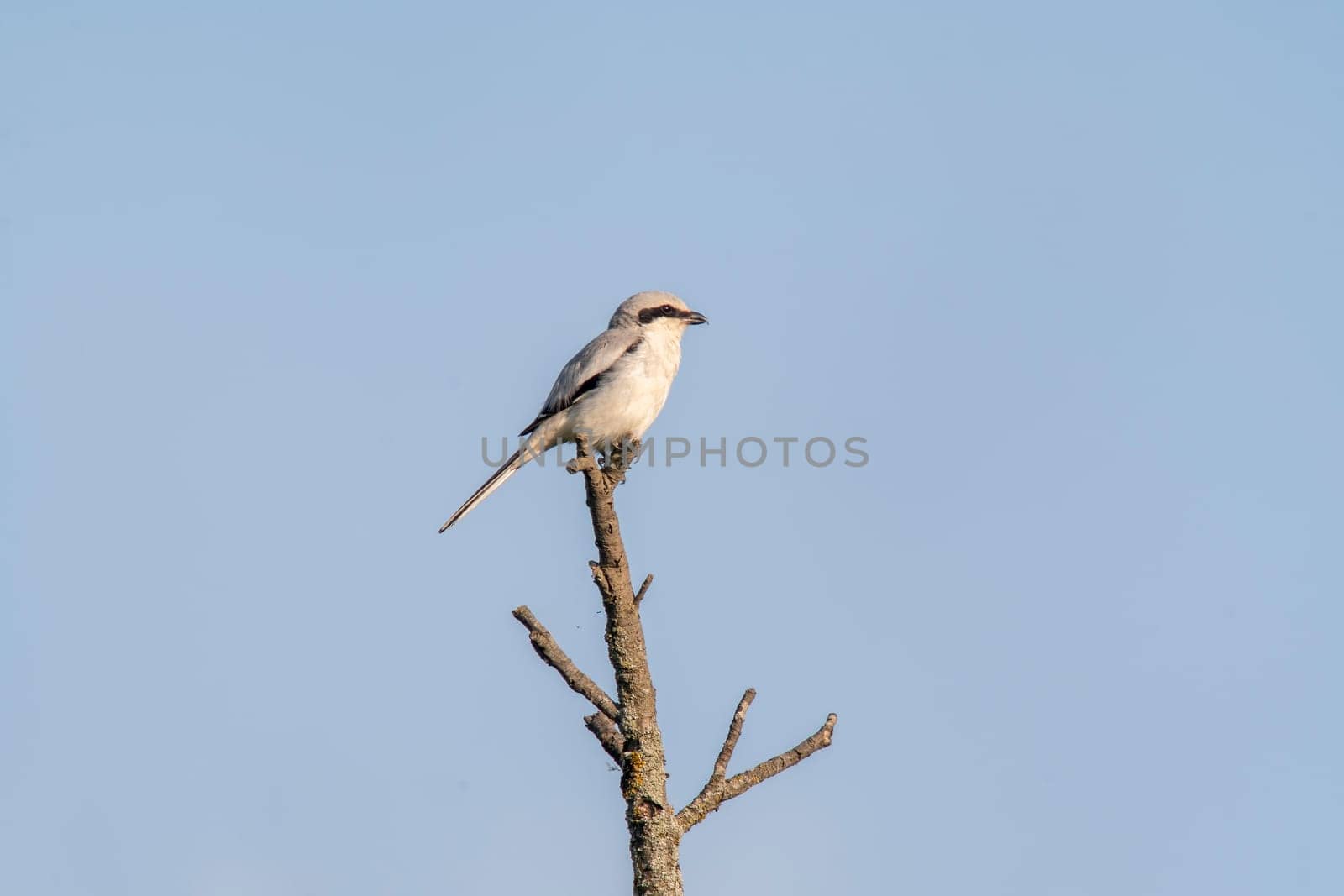 gray shrike sits on a branch and looks for prey