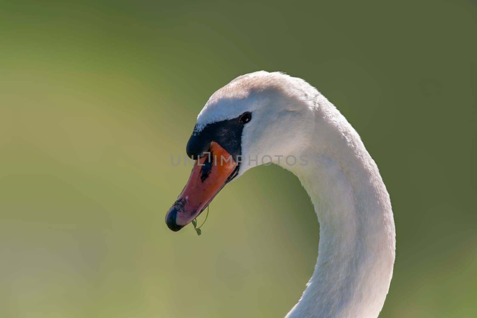 Portrait of a adult swan