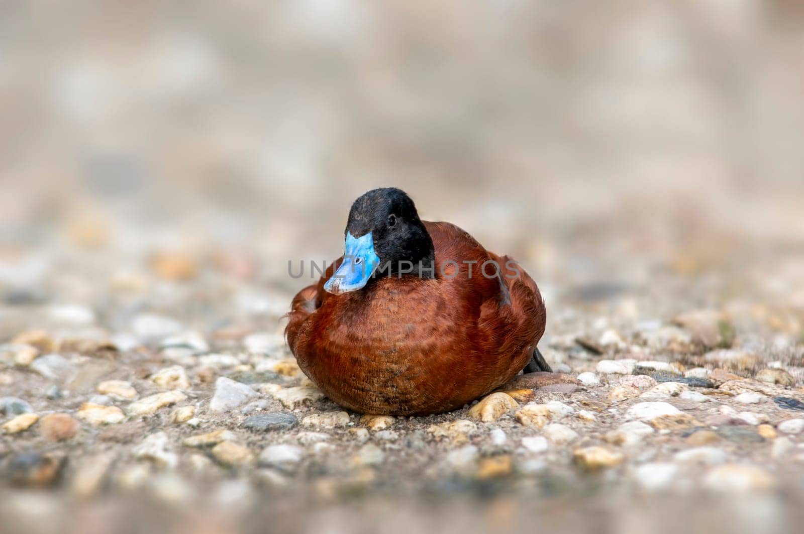 ruddy duck swims on a pond