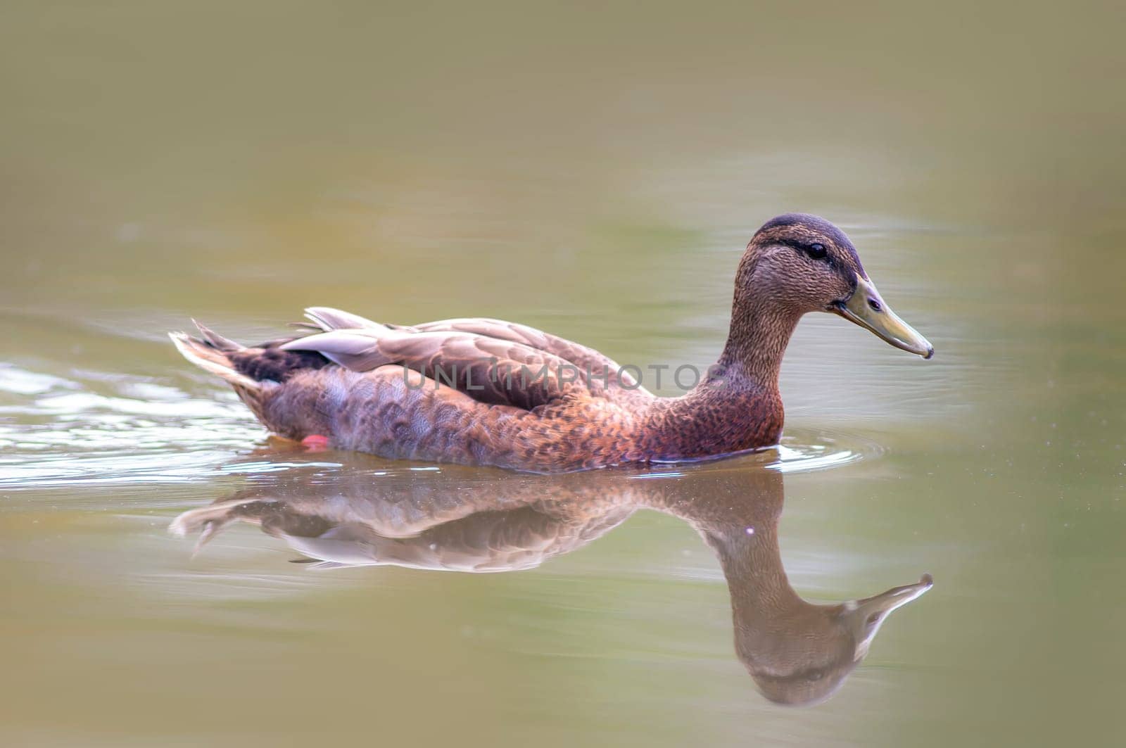 a mallard swims on a pond by mario_plechaty_photography
