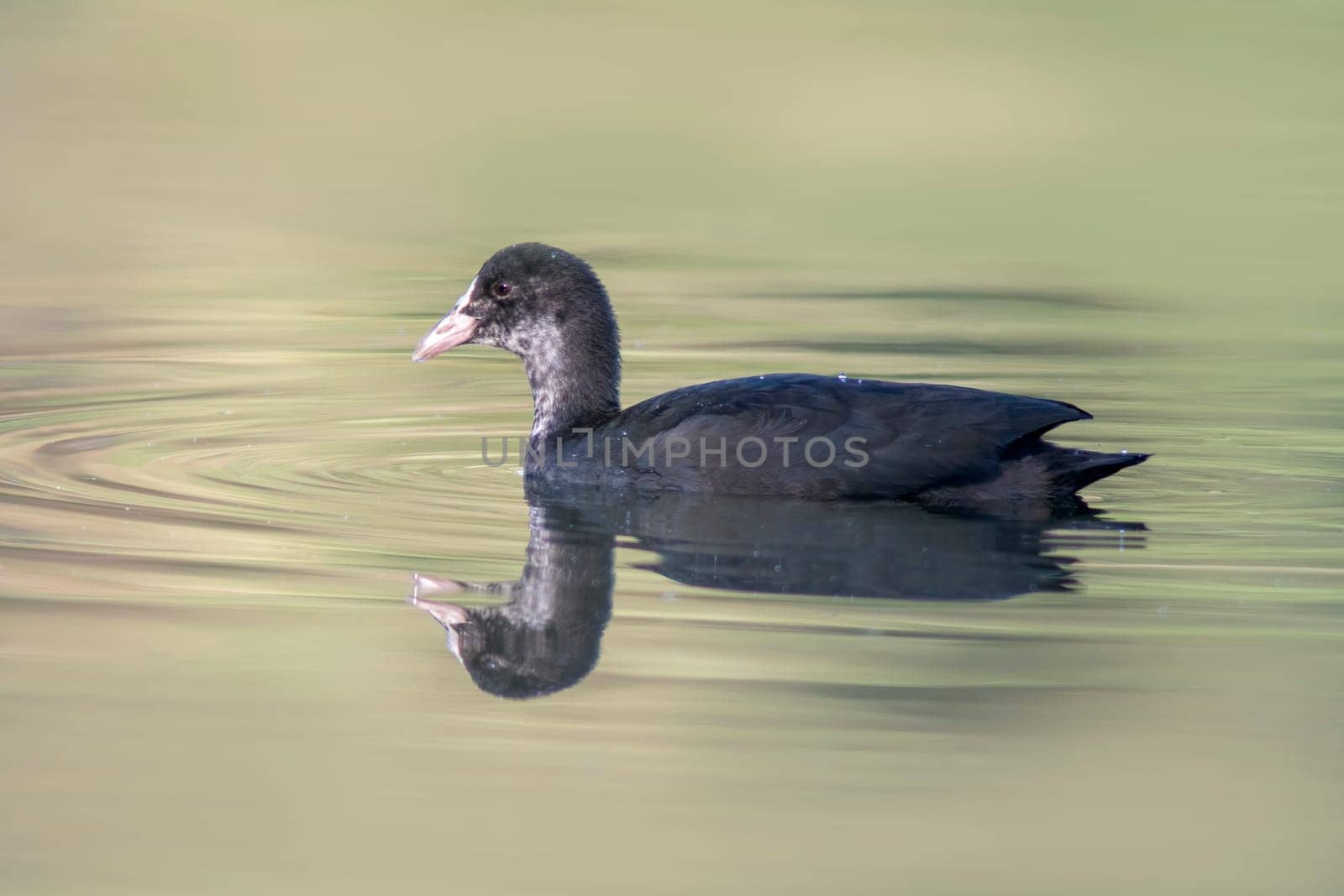 a coot swims on a pond by mario_plechaty_photography