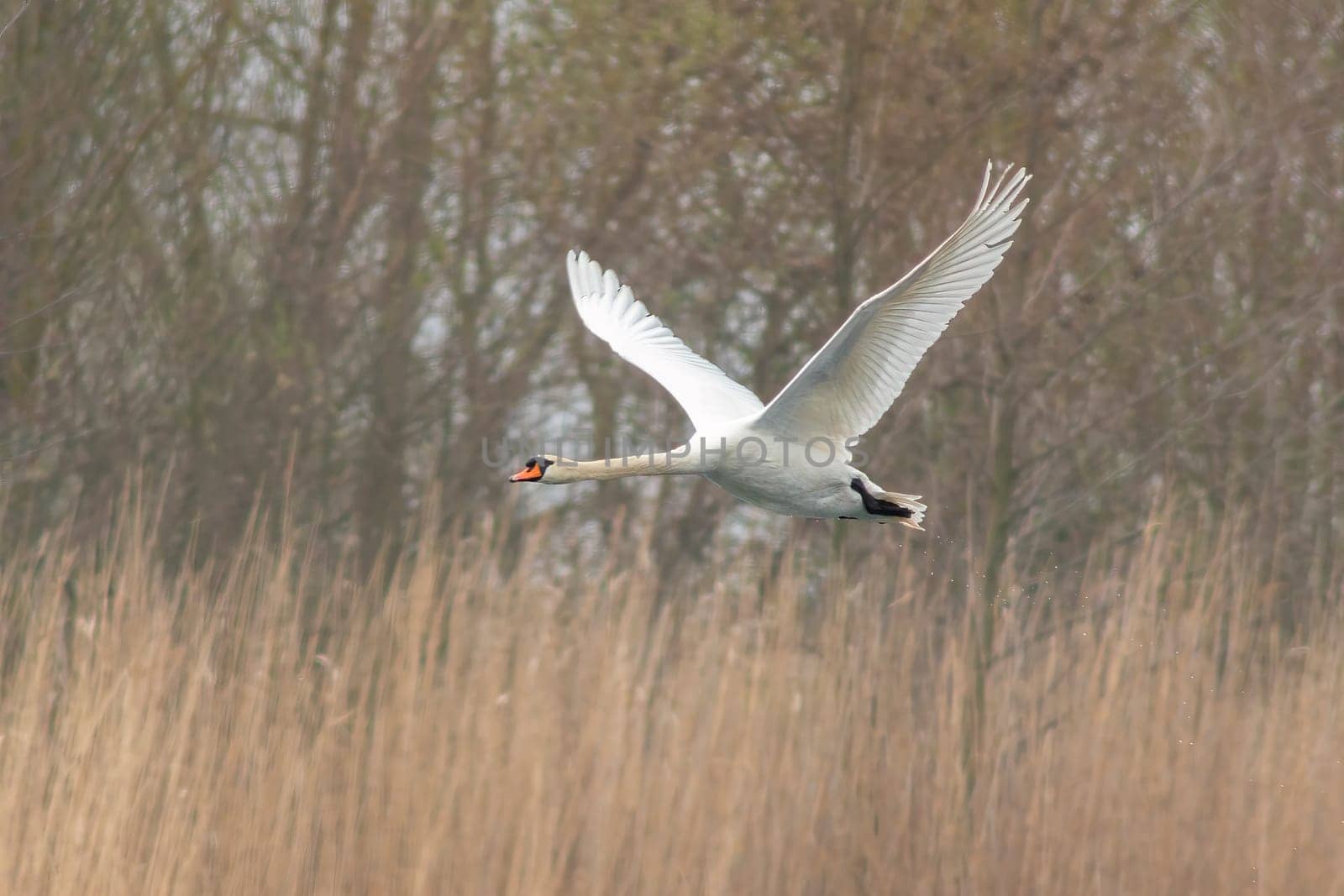 a adult swan flies over a lake