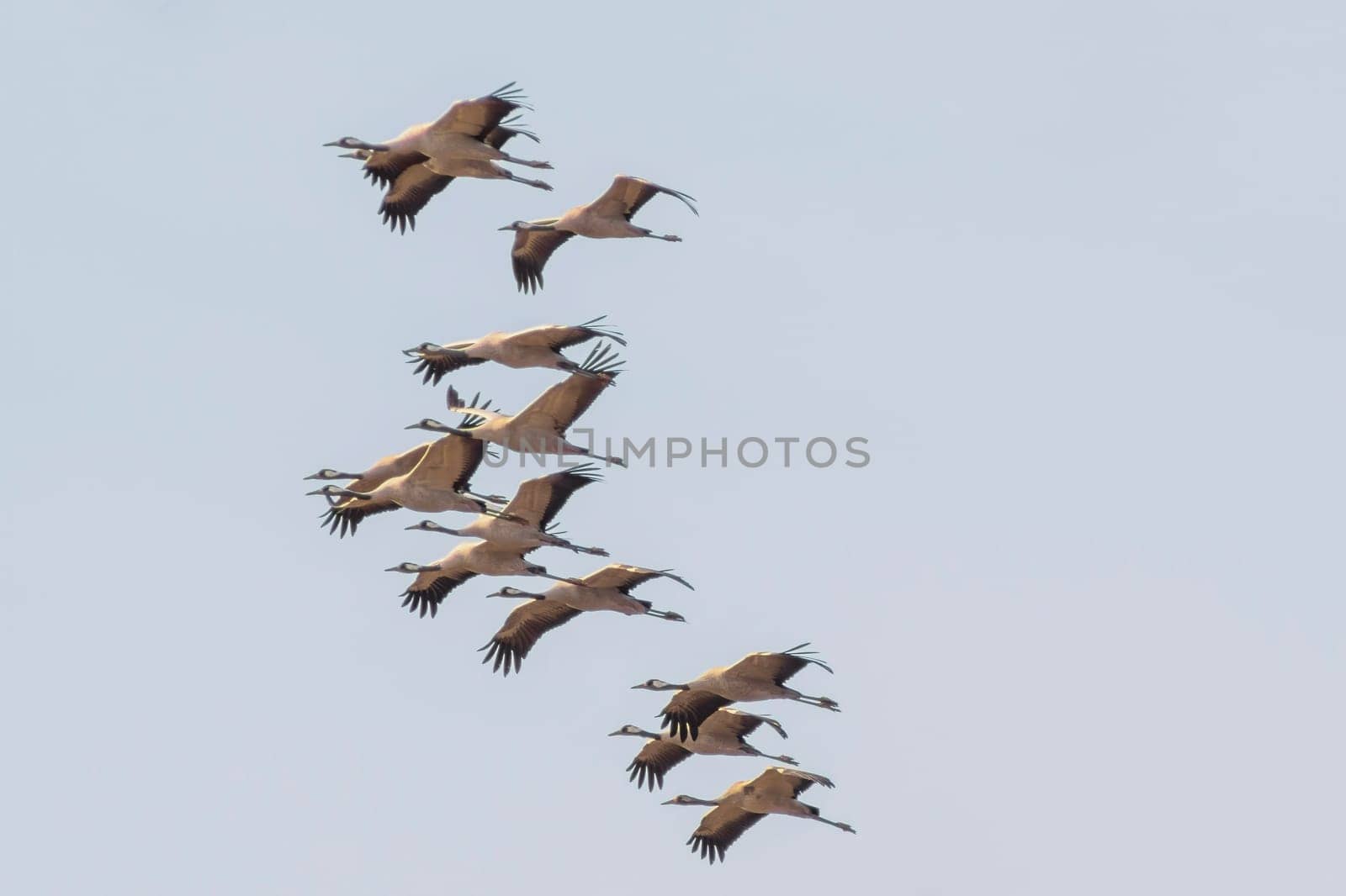 two cranes fly in the blue sky in spring