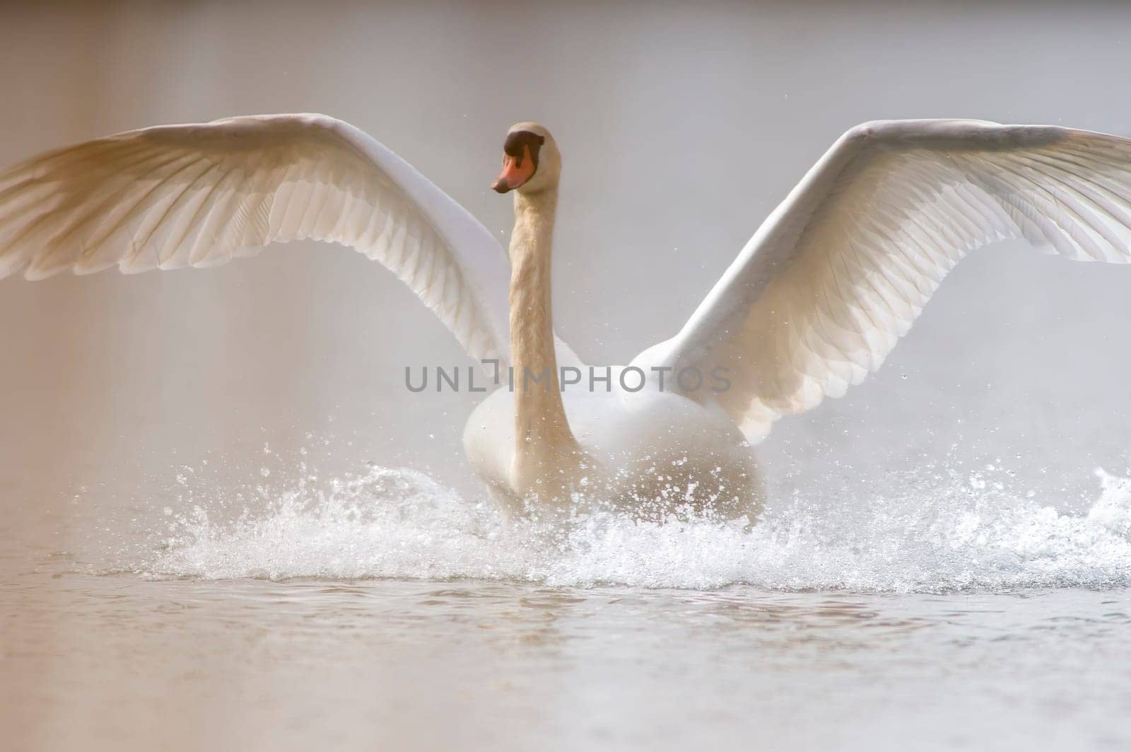 adult swan landing on a lake