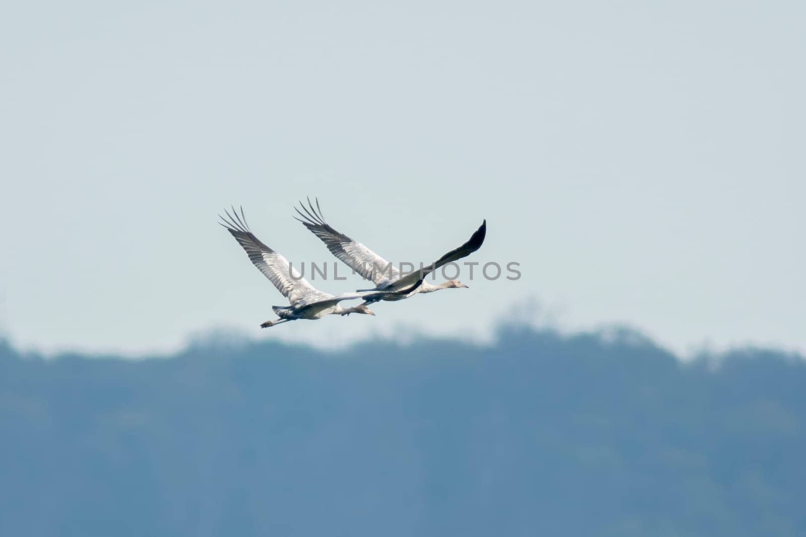 two cranes fly in the blue sky in spring