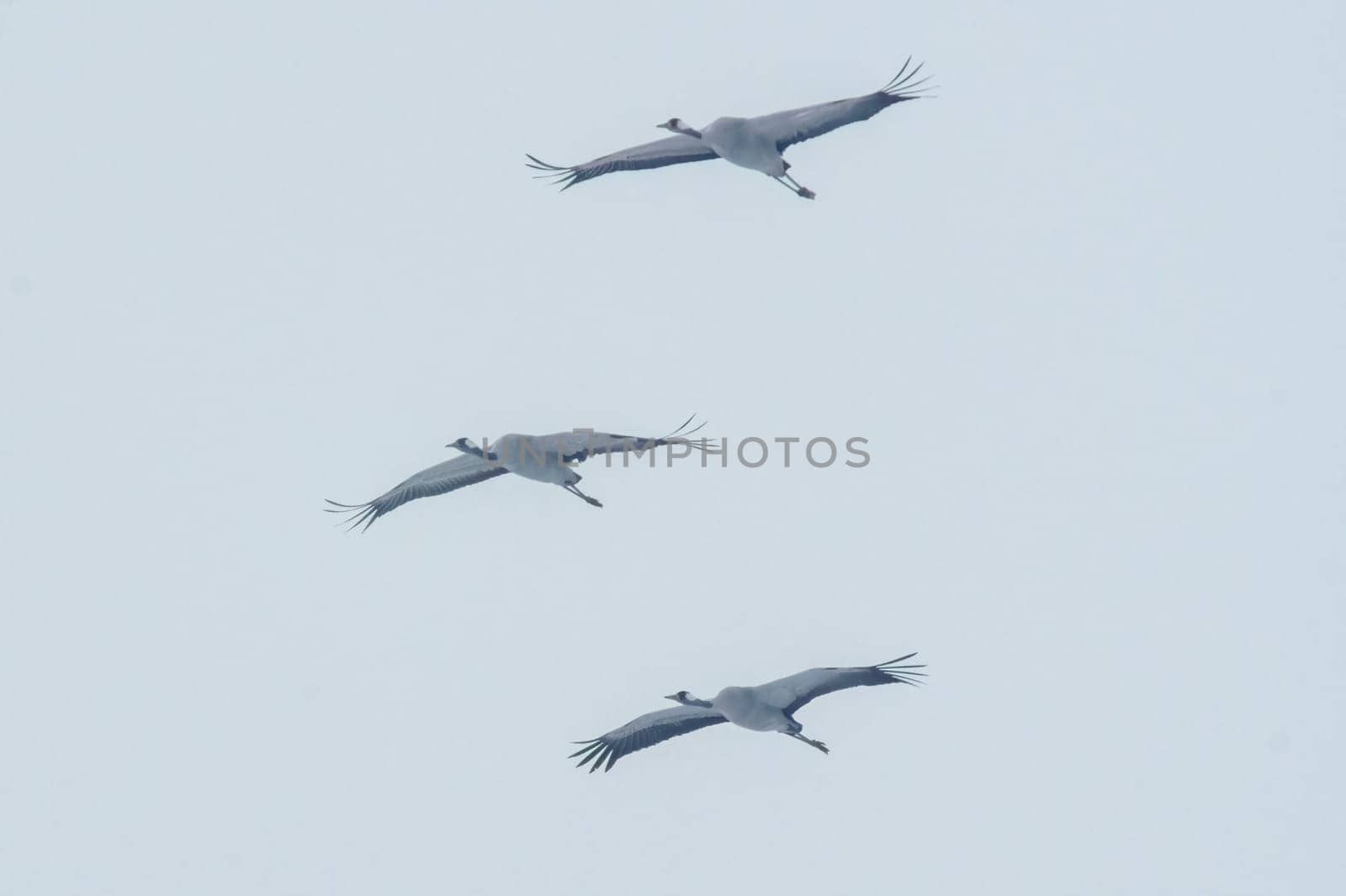 2 cranes fly in the blue sky in spring by mario_plechaty_photography