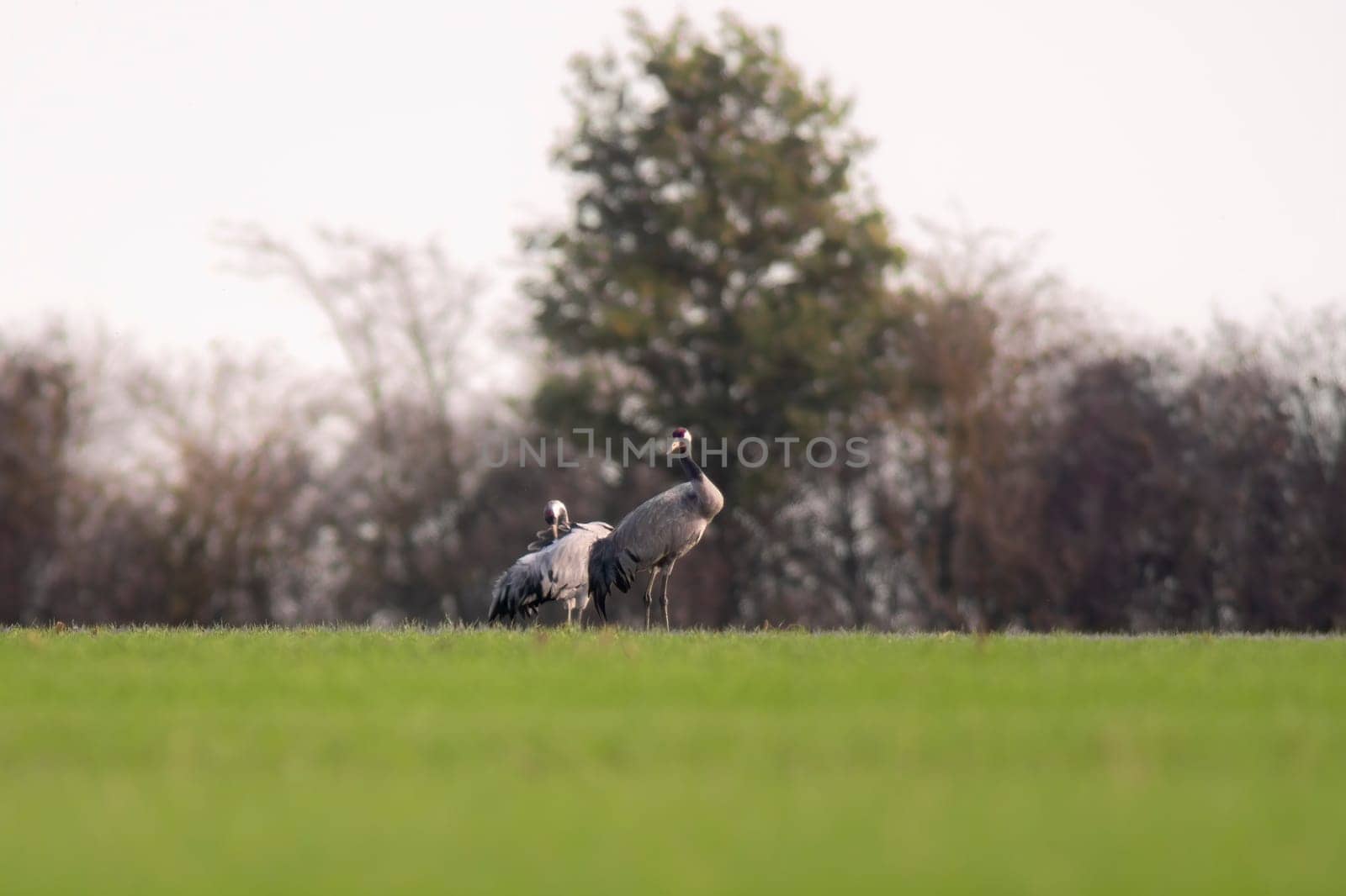 2 cranes stand on a green field in spring by mario_plechaty_photography