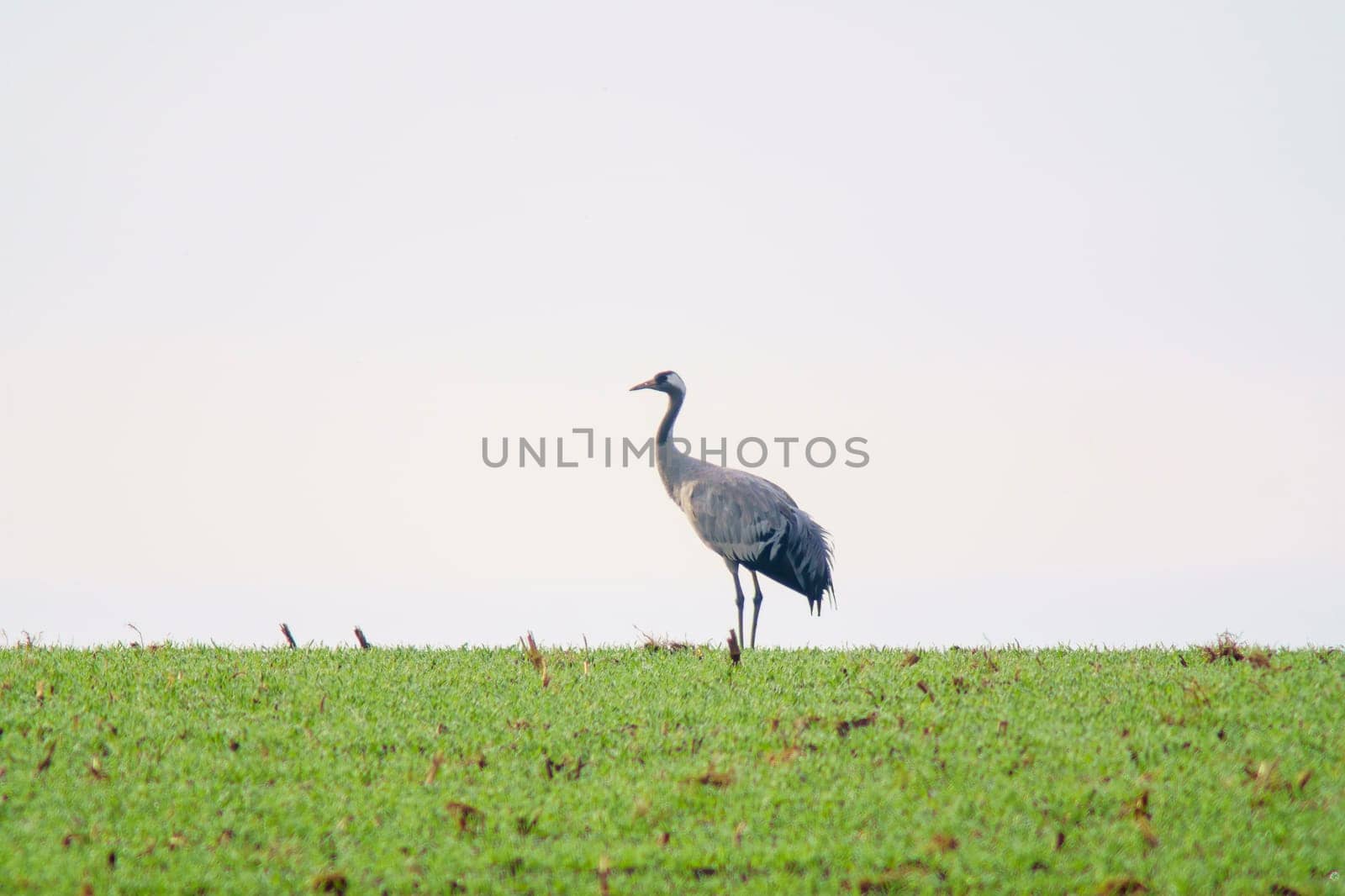 one crane stand on a green field in spring