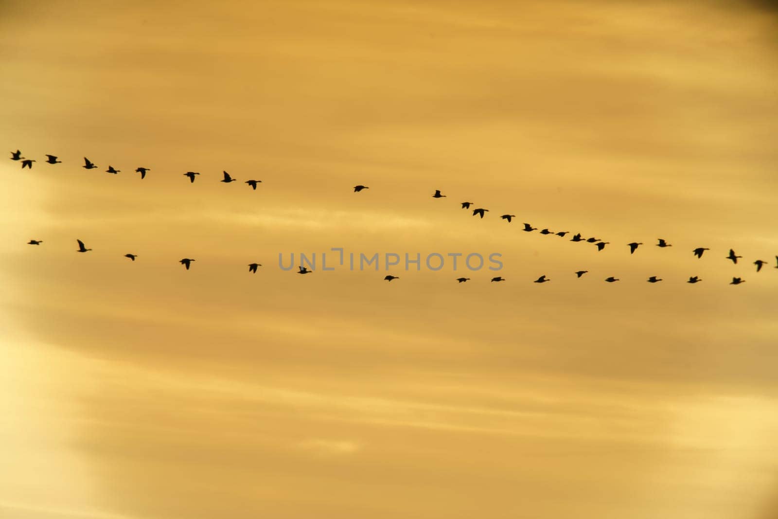 flock of wild geese fly into the sunset by mario_plechaty_photography
