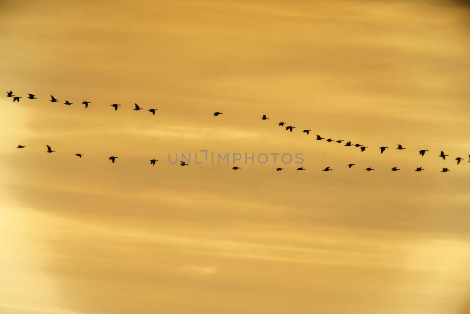 a flock of wild geese fly into the sunset